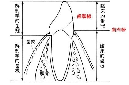 歯の解剖学 歯の解剖学 (新歯科技工士教本) | 高橋常男, 小林繁 |本 | 通販