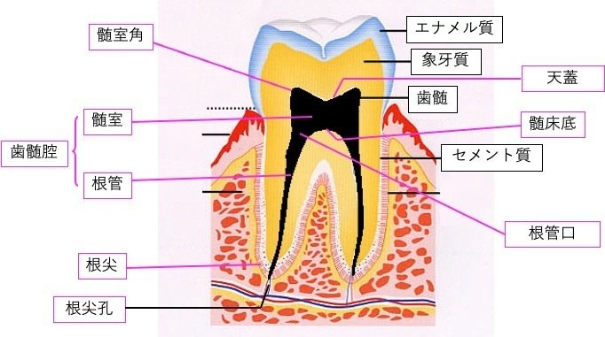 歯の解剖学 歯の解剖学 (新歯科技工士教本) | 高橋常男, 小林繁 |本 | 通販