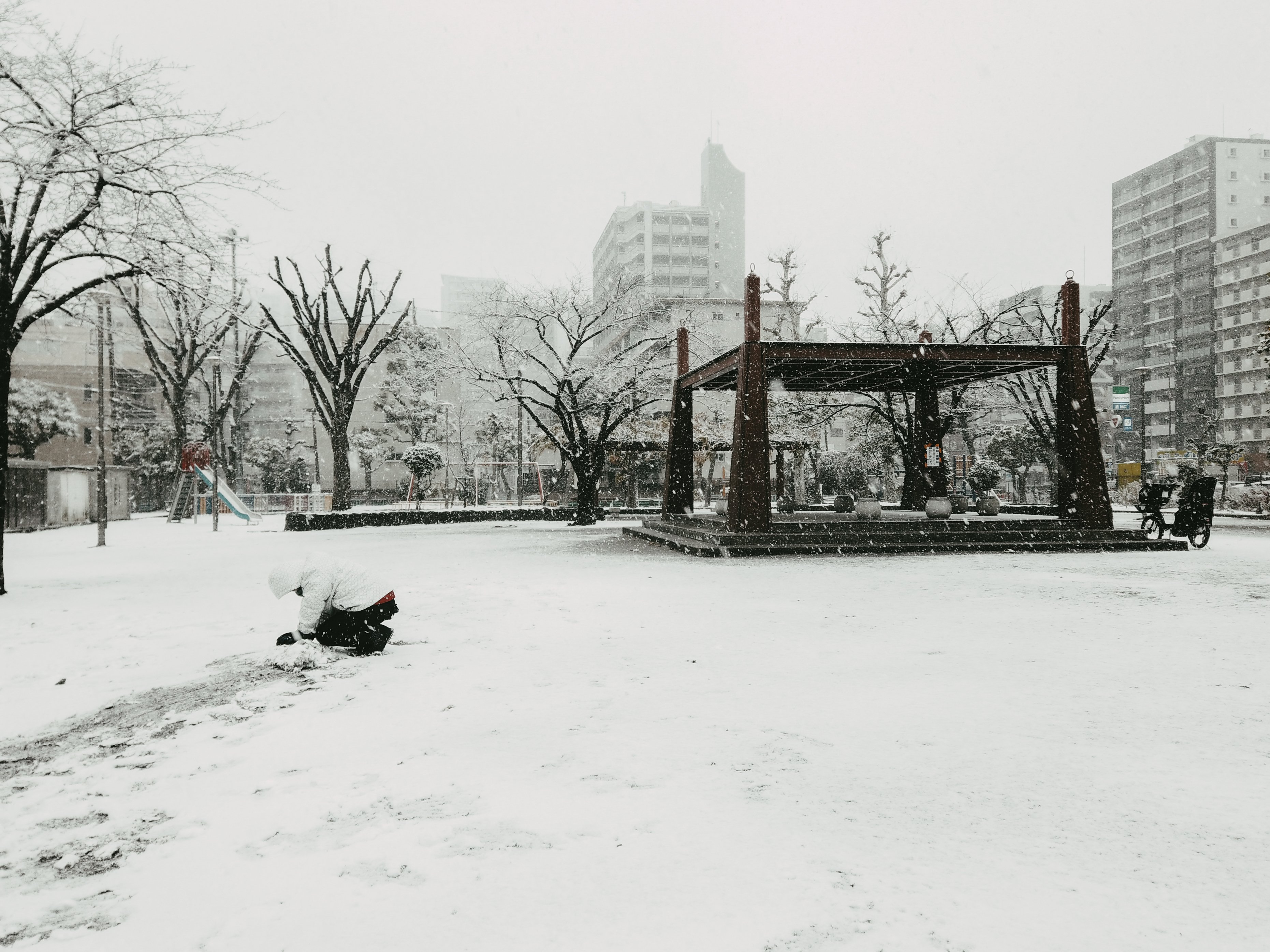 雪の降る朝の赤 雪を降らせよ。雪に覆われた赤い鹿のシカ（アカジカ）で、大きな