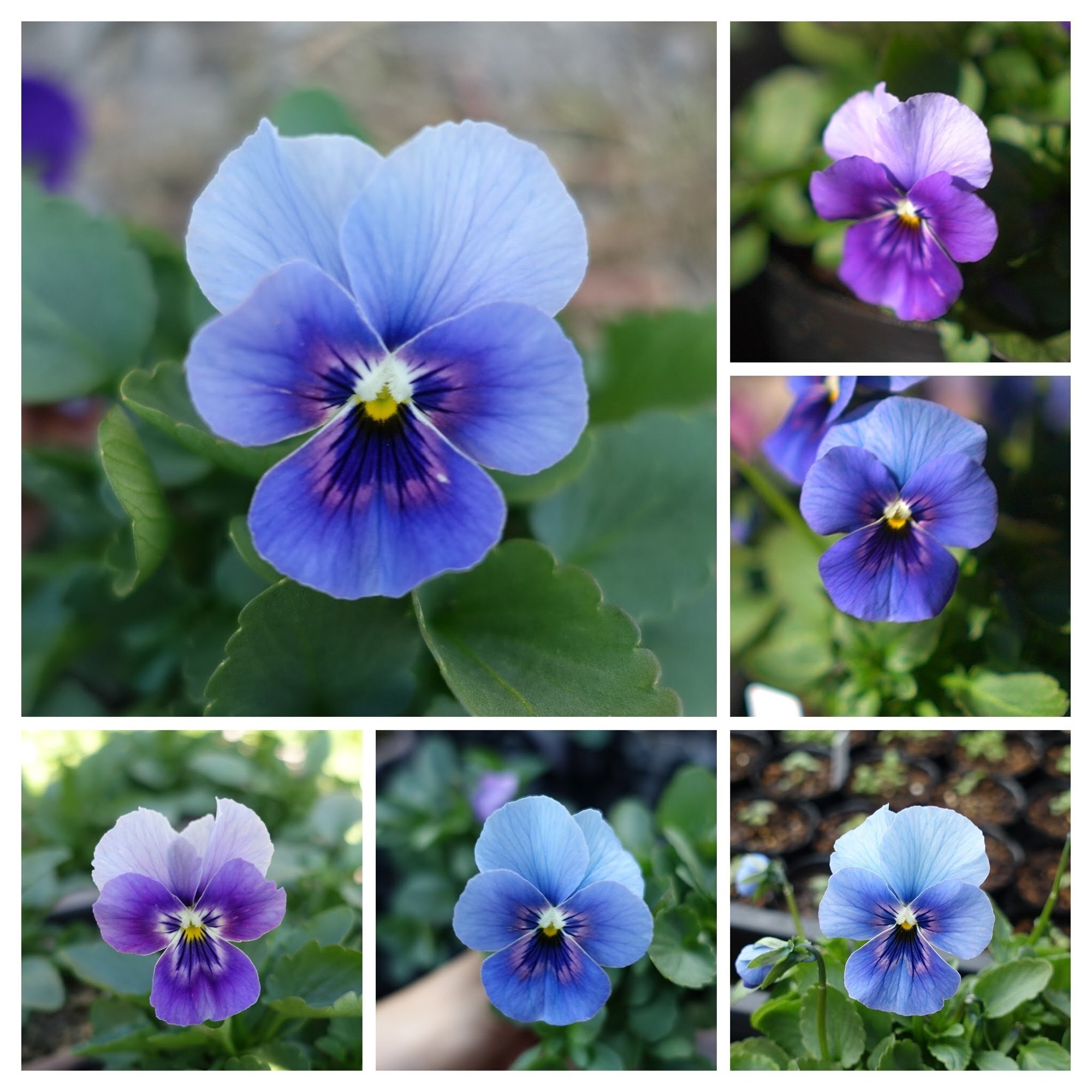 21年パンジービオラさん交配結果 ゆかこ うつ畑 Note