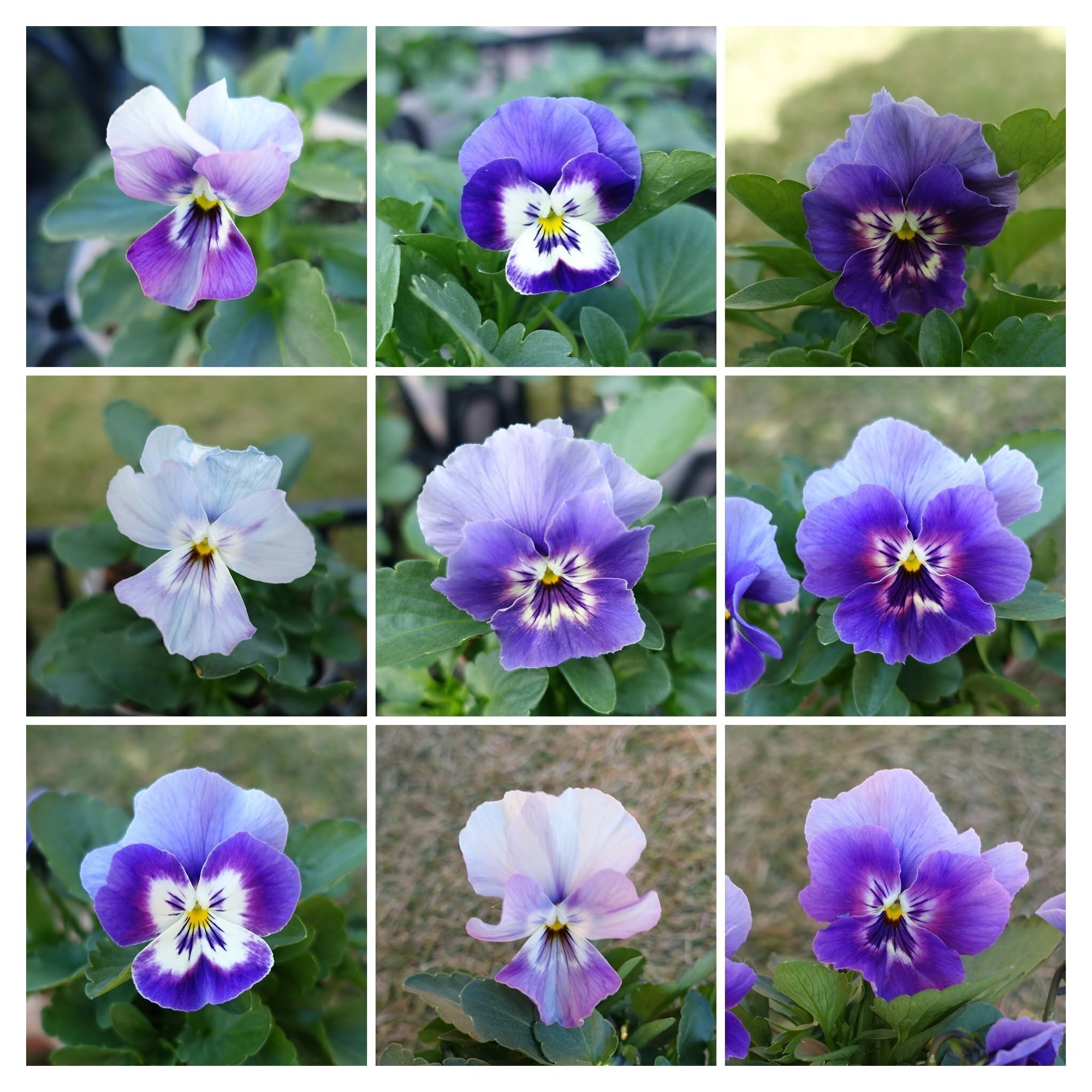 21年パンジービオラさん交配結果 ゆかこ うつ畑 Note 21年パンジービオラさん交配結果 ゆかこ うつ畑 Note