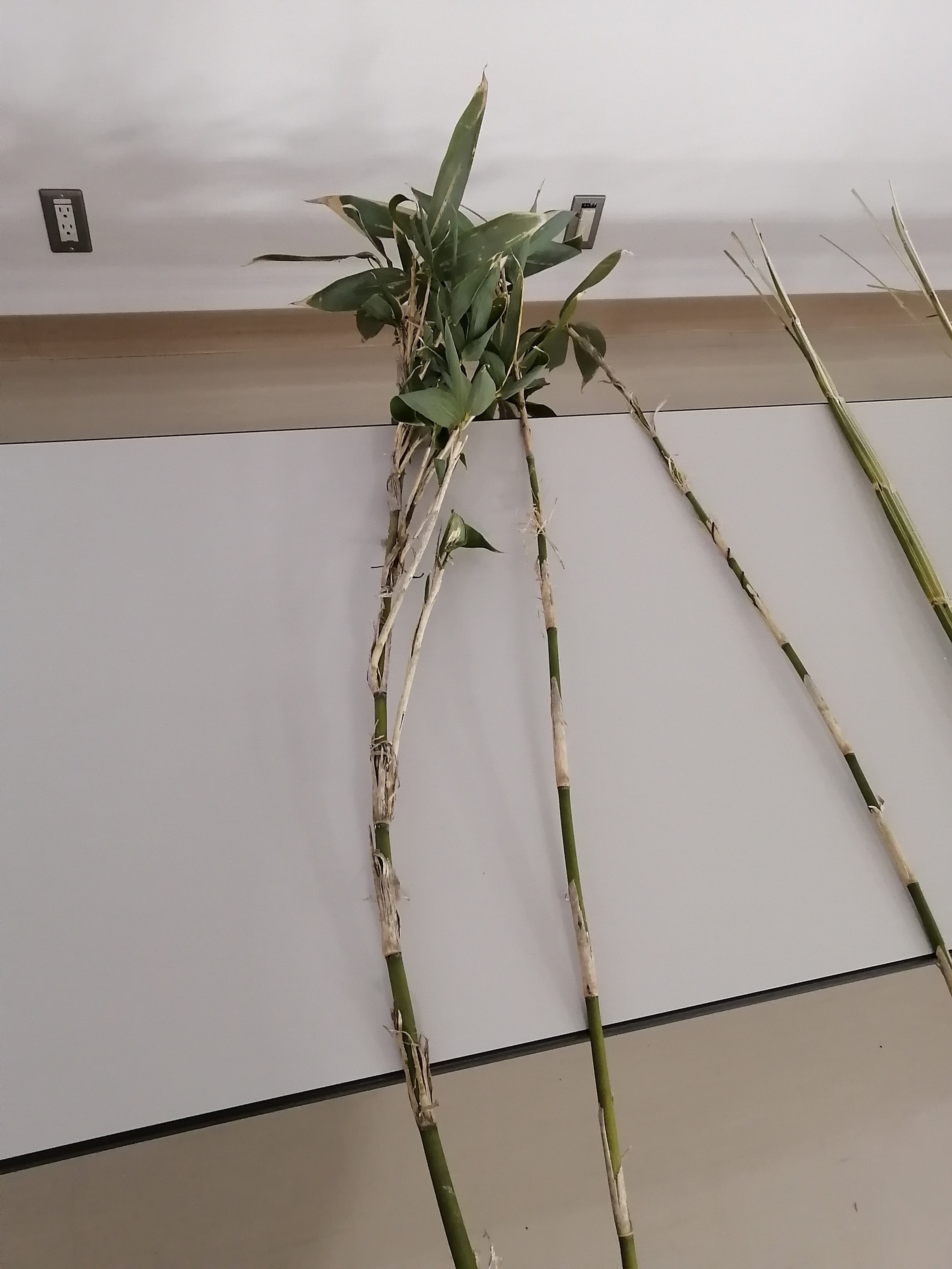 竹細工のりんごかご｜ミカミアカネ