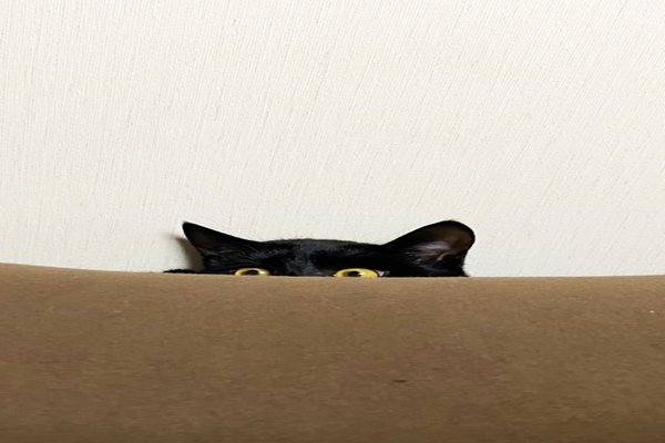 ぼのぼの名言集 の新着タグ記事一覧 Note つくる つながる とどける