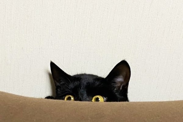 ぼのぼの名言集 の新着タグ記事一覧 Note つくる つながる とどける ぼのぼの名言集 の新着タグ記事一覧 Note つくる つながる とどける