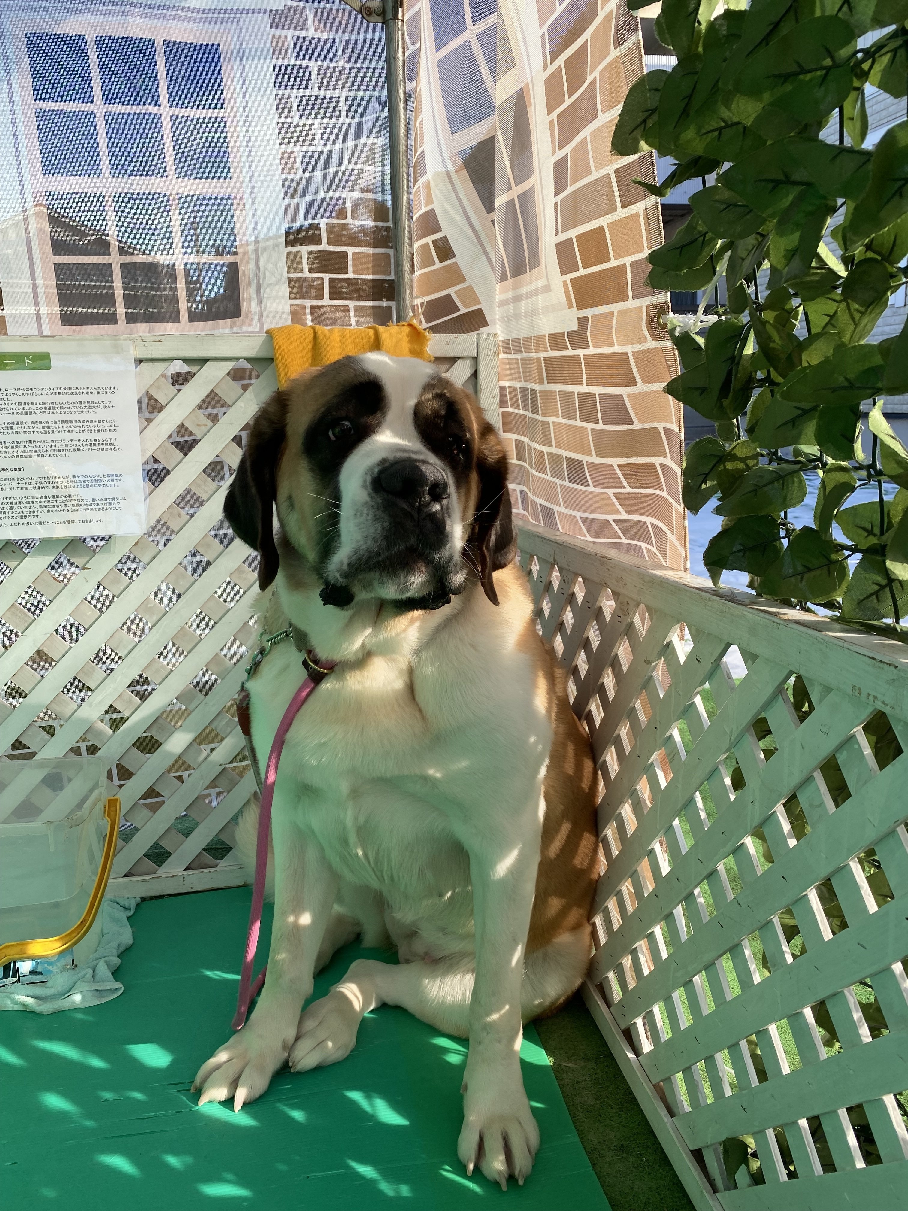 セントバーナードのクララちゃん2歳 K Westernvillage Note