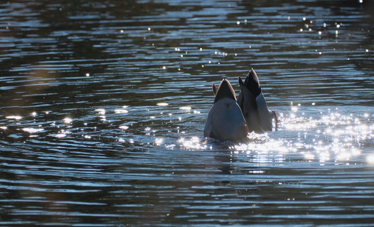 Solo, Duo ＆ Trio｜燿