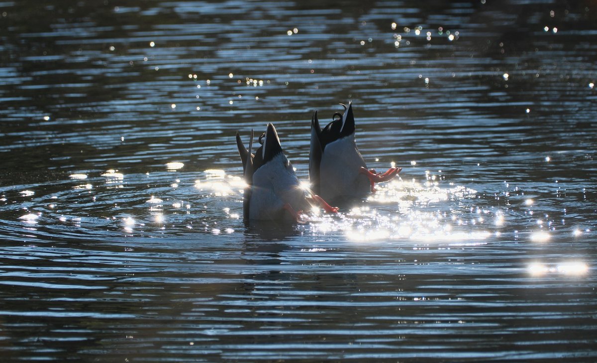 Solo, Duo ＆ Trio｜燿