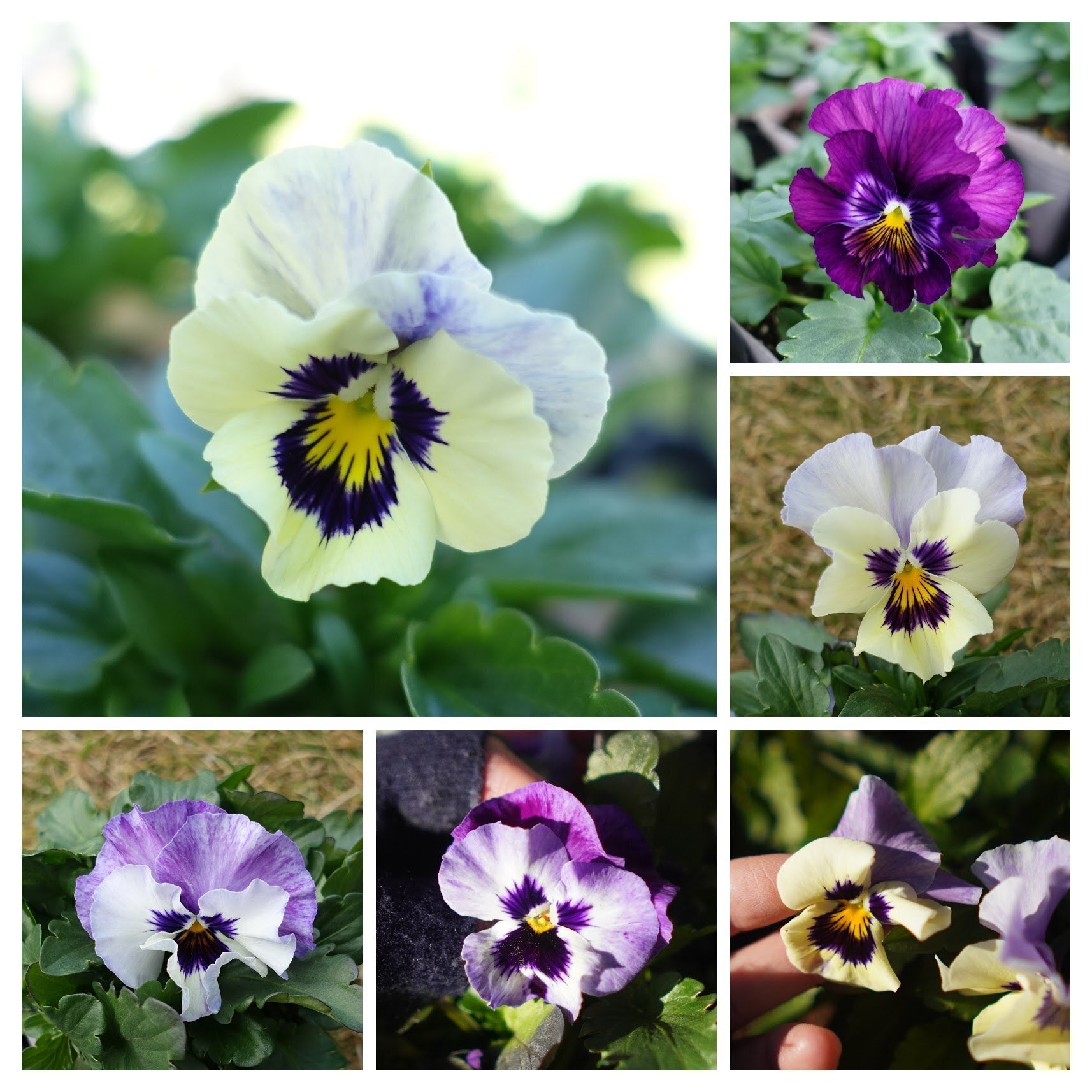 21年パンジービオラさん交配結果 うつ畑 Note