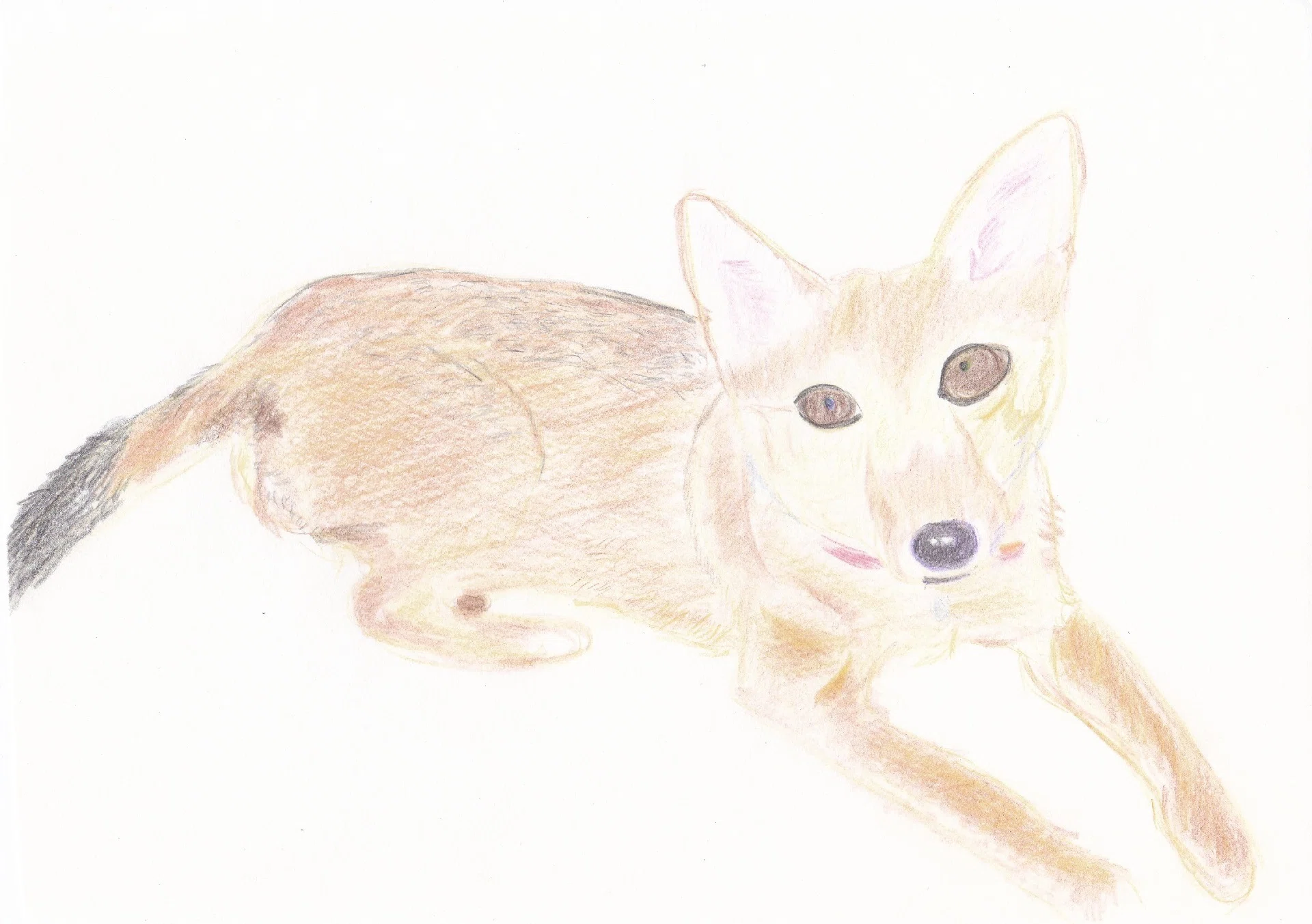犬のスケッチ イラスト 犬のしっぽヤモリの手 Note 犬のスケッチ イラスト 犬のしっぽヤモリの手 Note