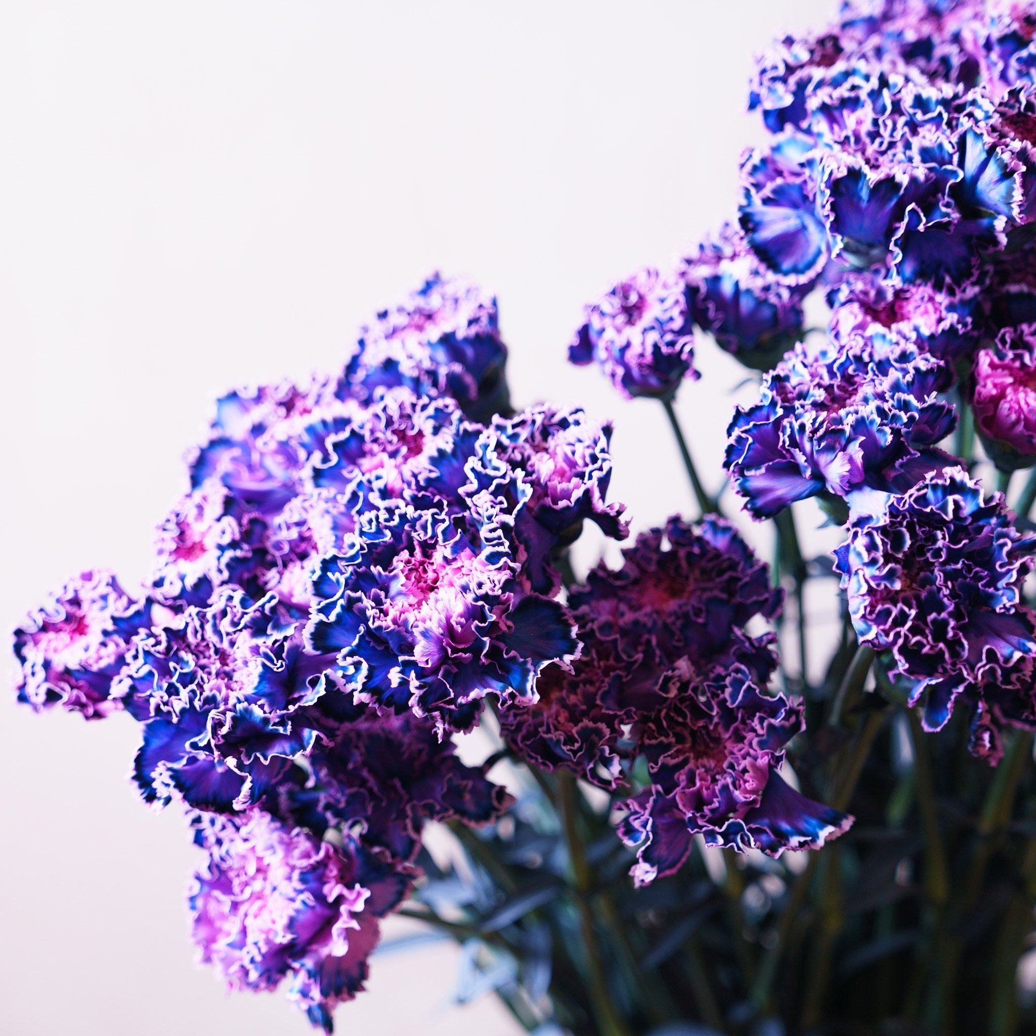 ドライフラワーにしやすいお花の定期便 １月号 Greenpiece Note