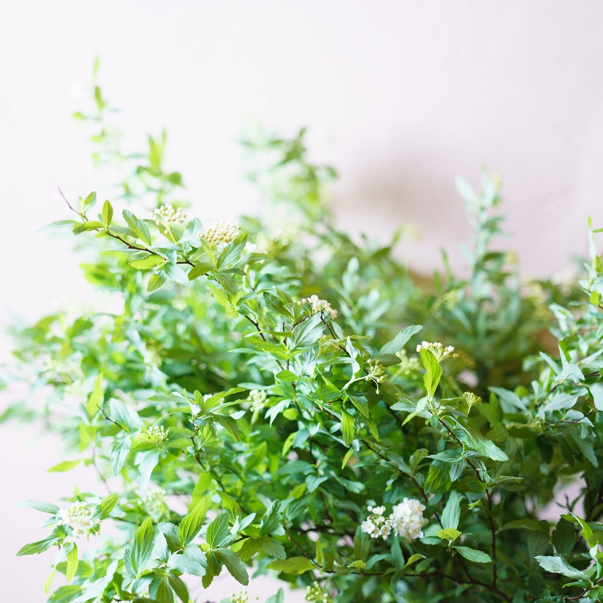 ドライフラワーにしやすいお花の定期便 １月号 Greenpiece Note
