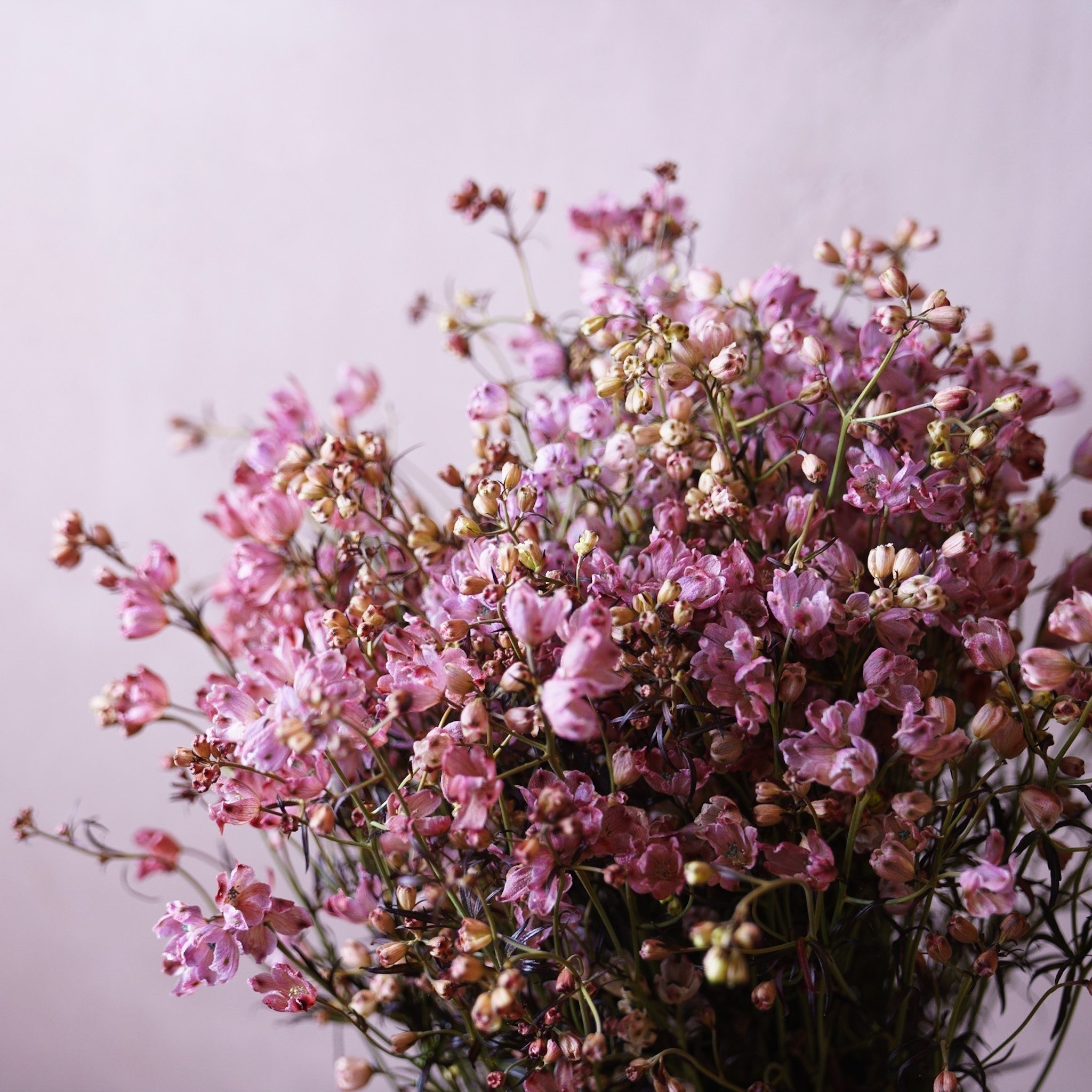 【JURI♡です♡】アンティーク　ドライフラワー　花材　#60 JURI♡様専用です♡】アンティーク ドライフラワー 花材 #60 【公式通販】