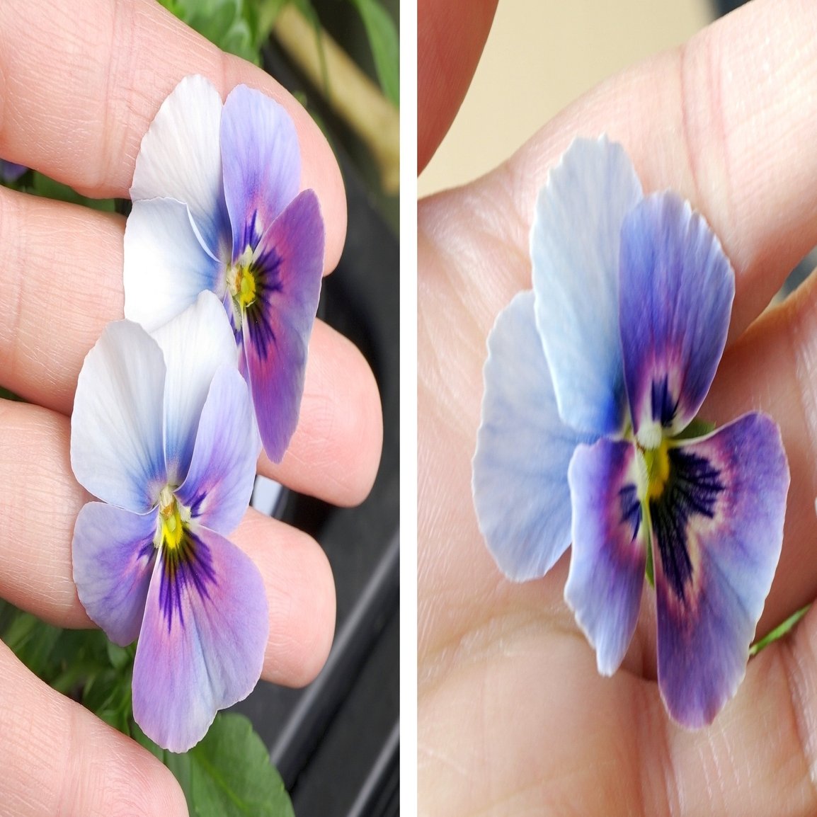 21年パンジービオラさん交配結果 うつ畑 Note