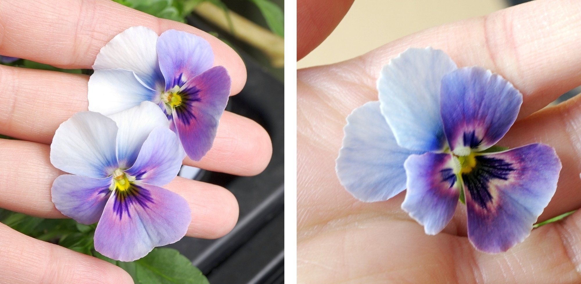 21年パンジービオラさん交配結果 うつ畑 Note 21年パンジービオラさん交配結果 うつ畑 Note