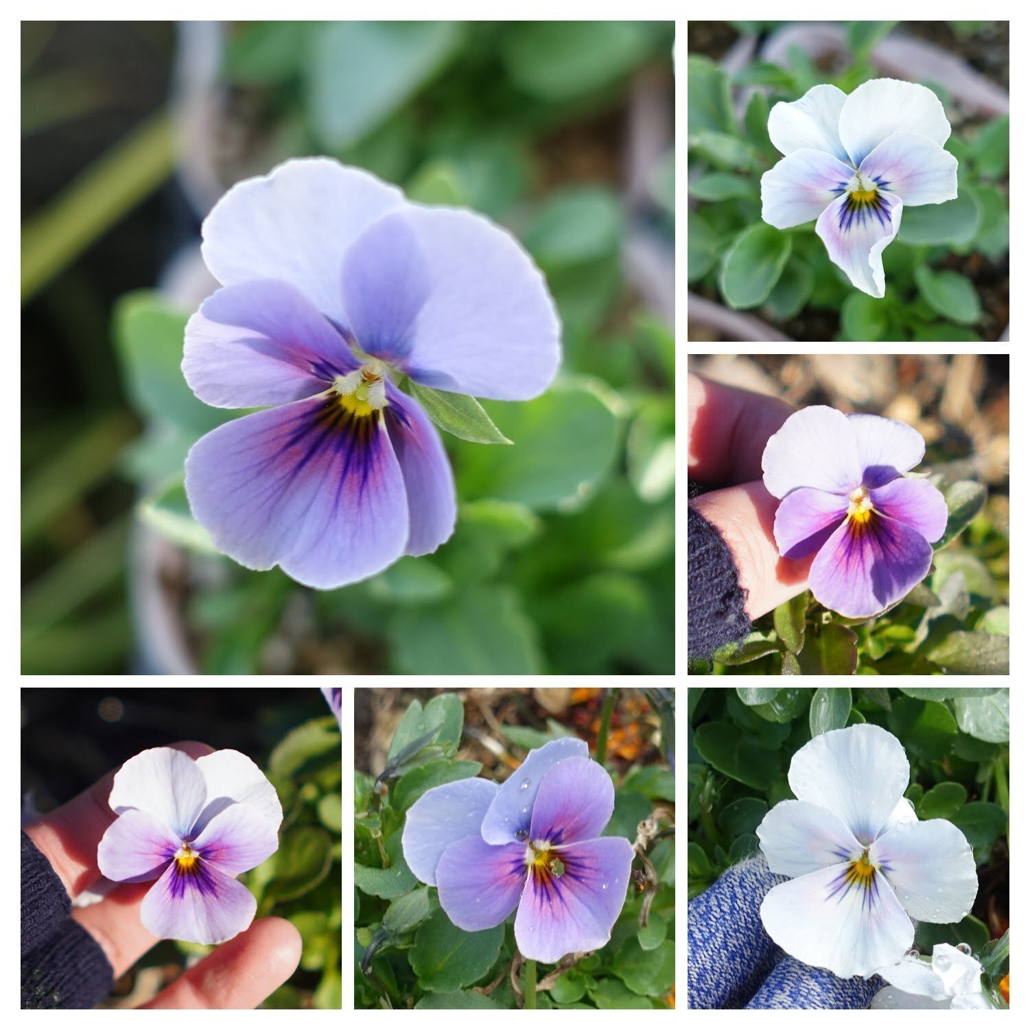 21年パンジービオラさん交配結果 ゆかこ うつ畑 Note 21年パンジービオラさん交配結果 ゆかこ うつ畑 Note