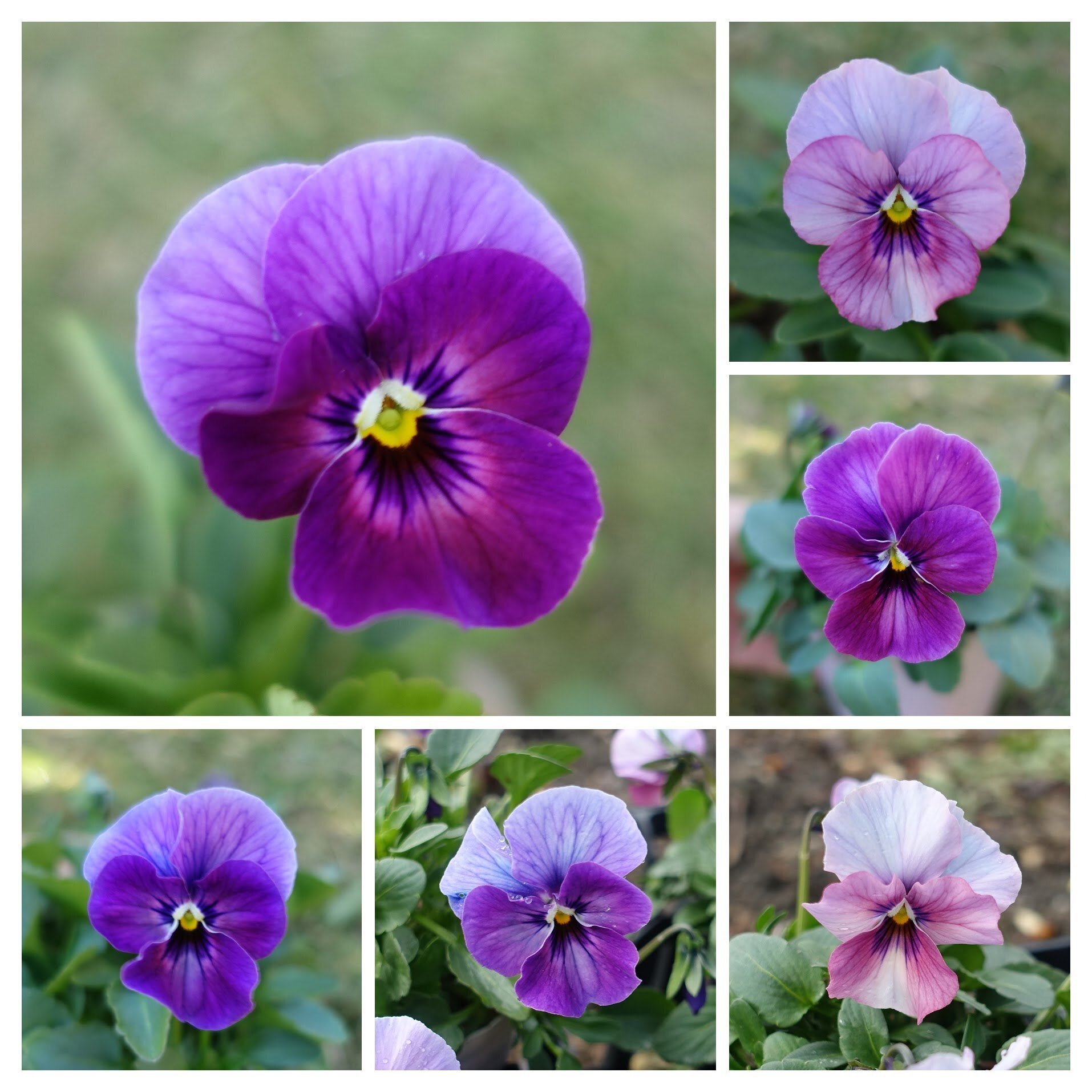 21年パンジービオラさん交配結果 ゆかこ うつ畑 Note