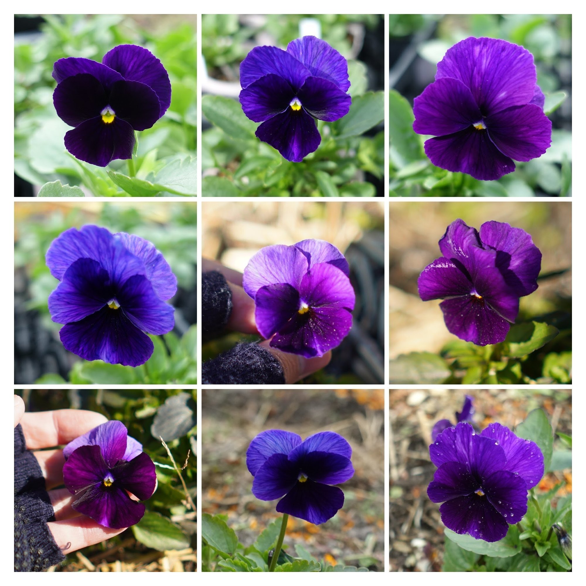 21年パンジービオラさん交配結果 うつ畑 Note 21年パンジービオラさん交配結果 うつ畑 Note