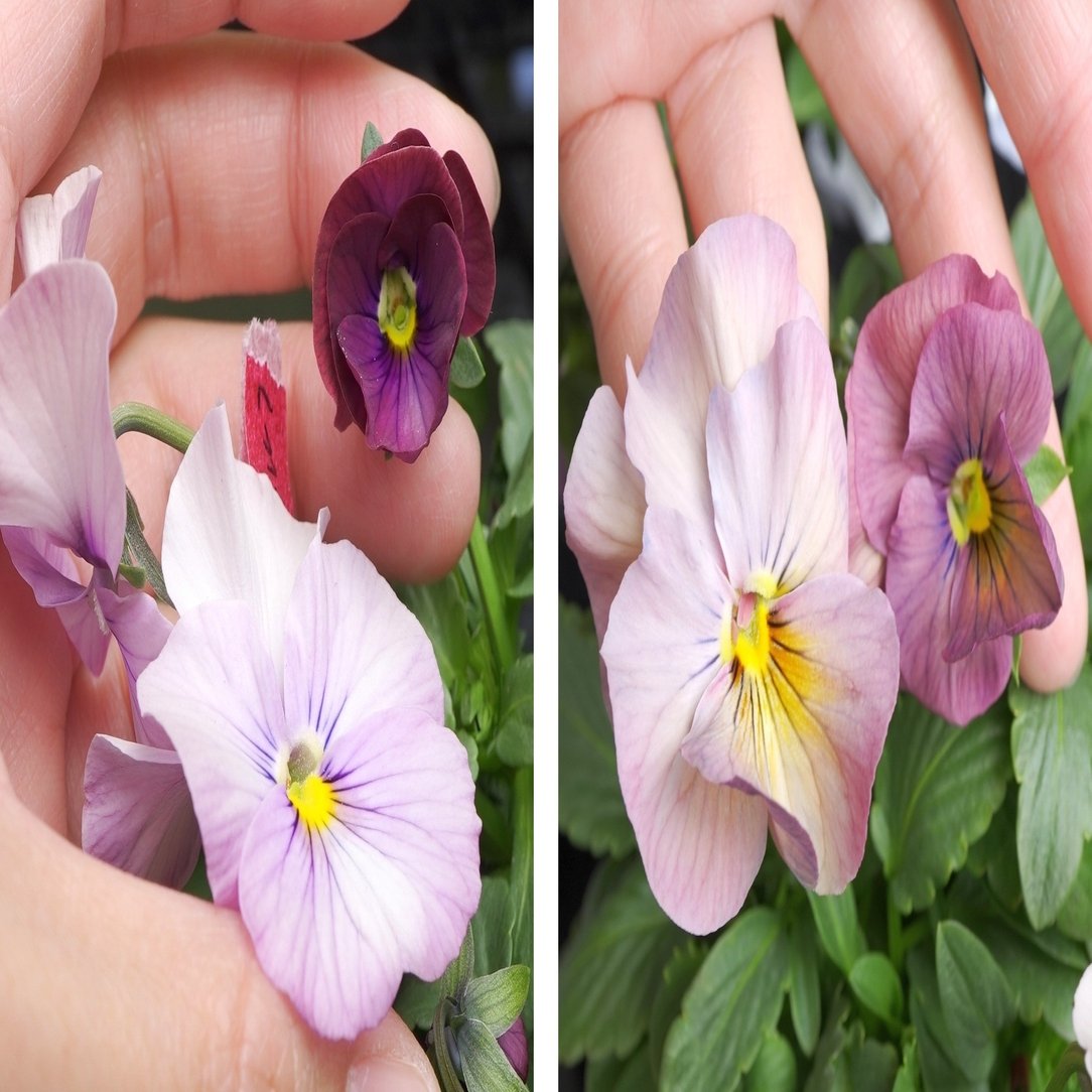 21年パンジービオラさん交配結果 うつ畑 Note