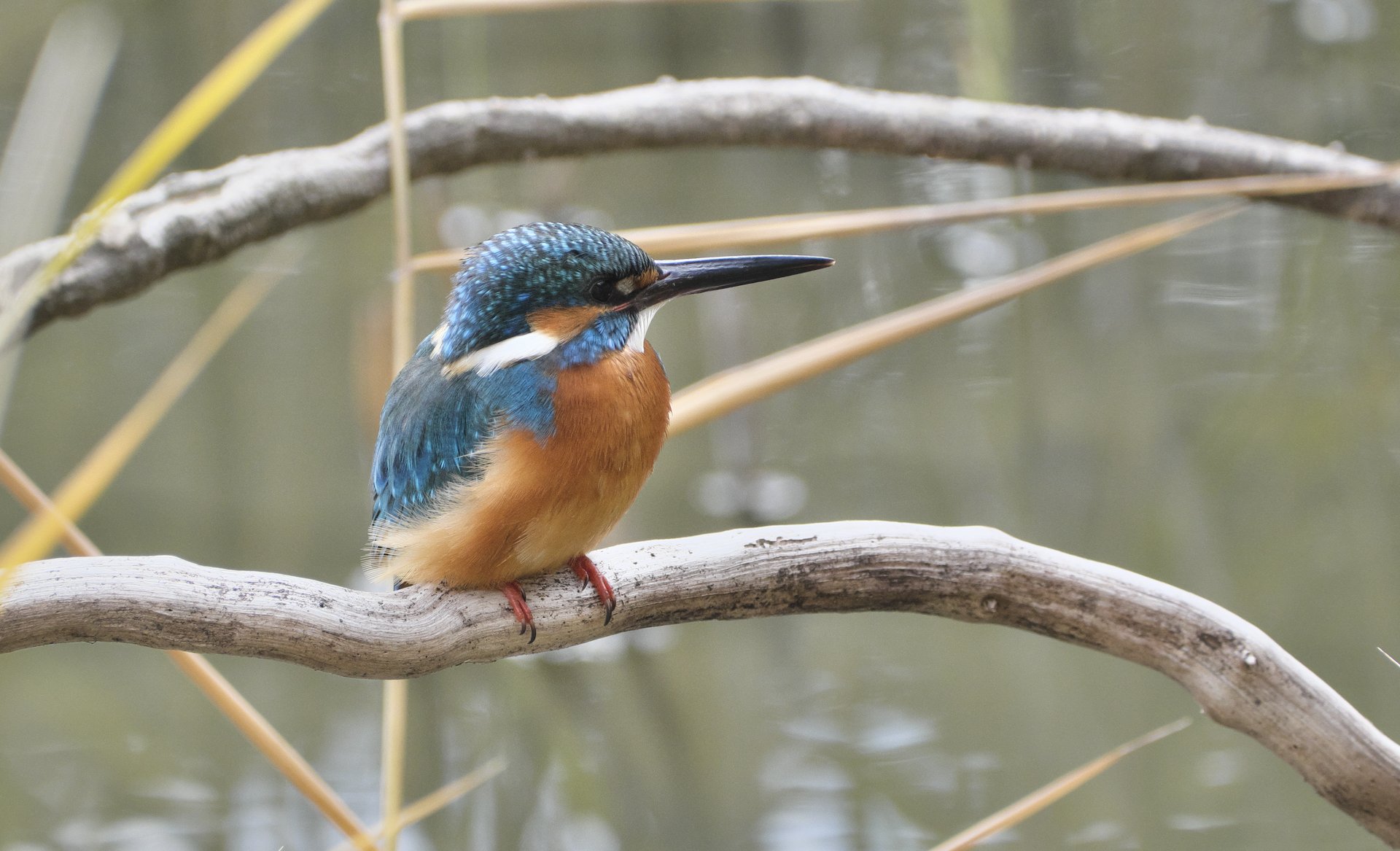 中央公園のカワセミ｜燿 (hikari)