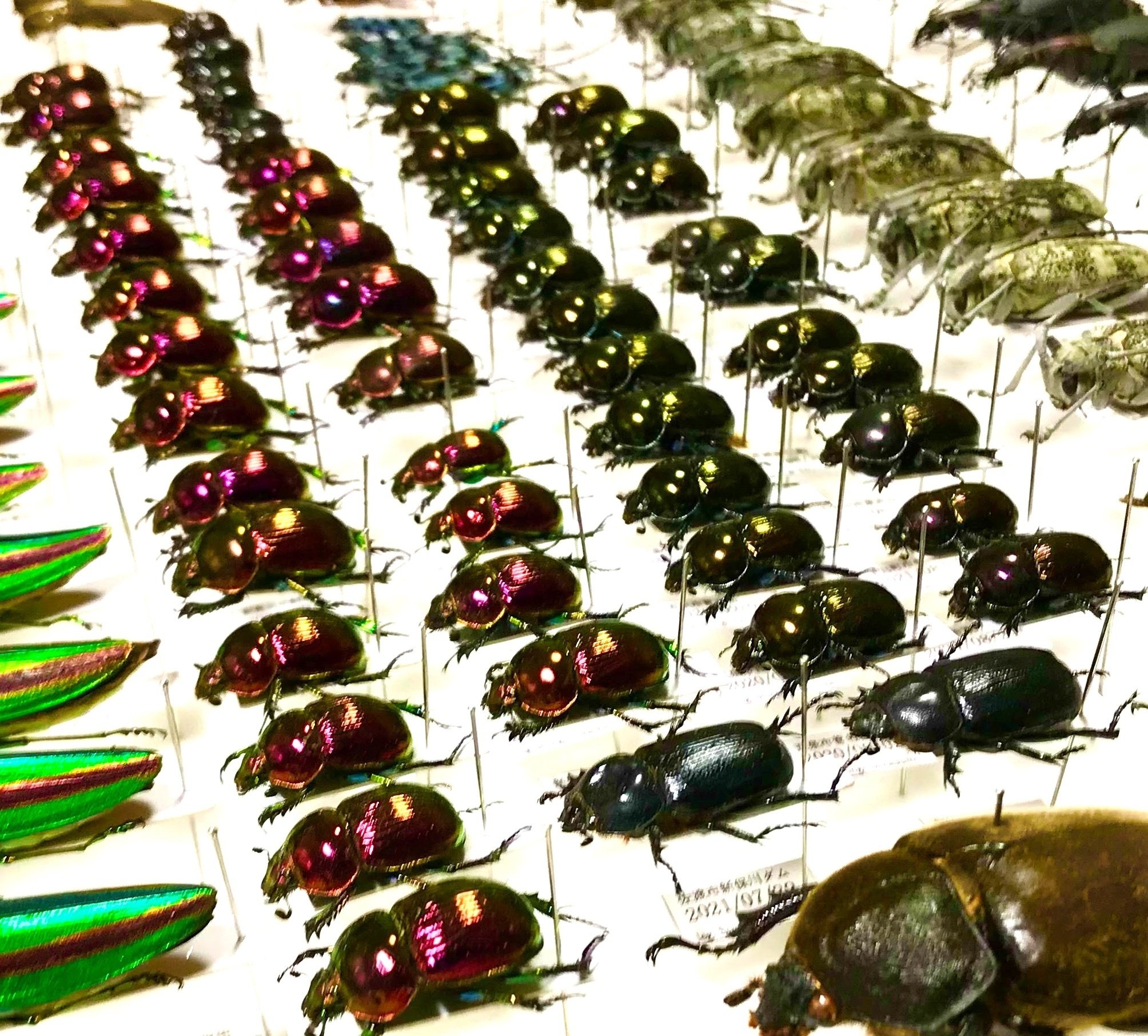 ルリセンチコガネ （オオセンチコガネ） 32匹 標本 ルリセンチコガネ （オオセンチコガネ） 32匹 標本 新潟昆虫初