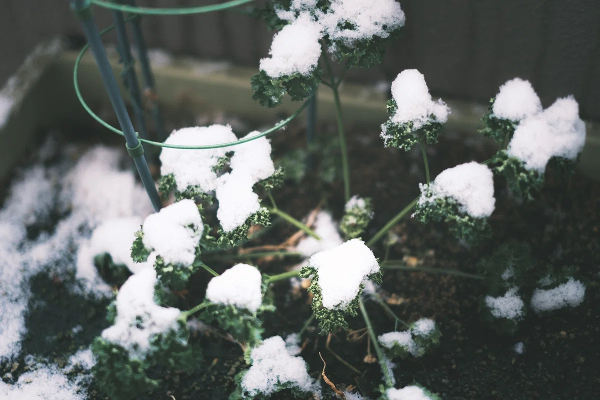 ベランダのパセリに積もる雪