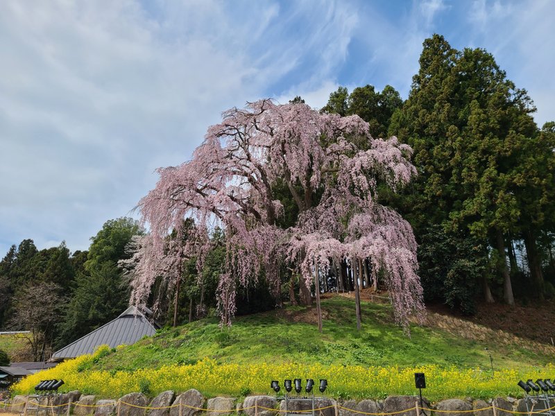 この辺りは、源義家と安倍貞任・宋任が戦った古戦場と伝わる場所。推定樹齢は１７０年、かの有名な三春滝桜の孫桜と言われています。２本のしだれ桜が寄り添うように立つ姿から、別名「めおと桜」と呼ばれています。さすがは三春滝桜の孫桜、優美で堂々たる姿は滝桜を彷彿とさせます。