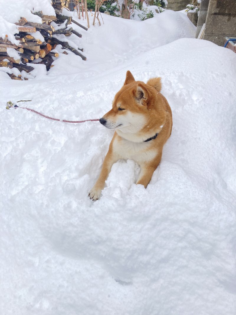 雪が好きなユキちゃん