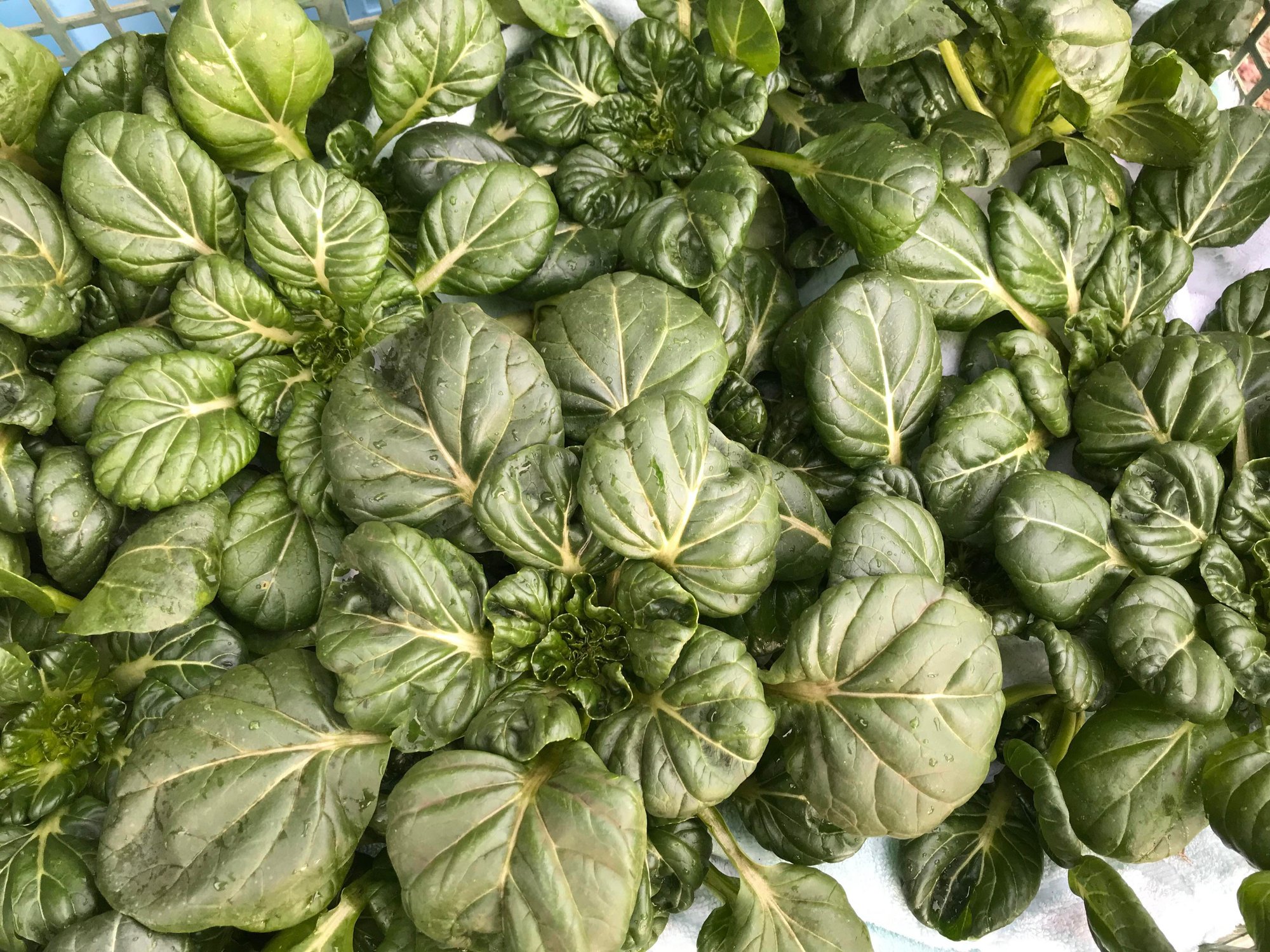 座布団サイズにもなる ターツァイ 那須高原こたろうファーム Note 座布団サイズにもなる ターツァイ 那須高原こたろうファーム Note