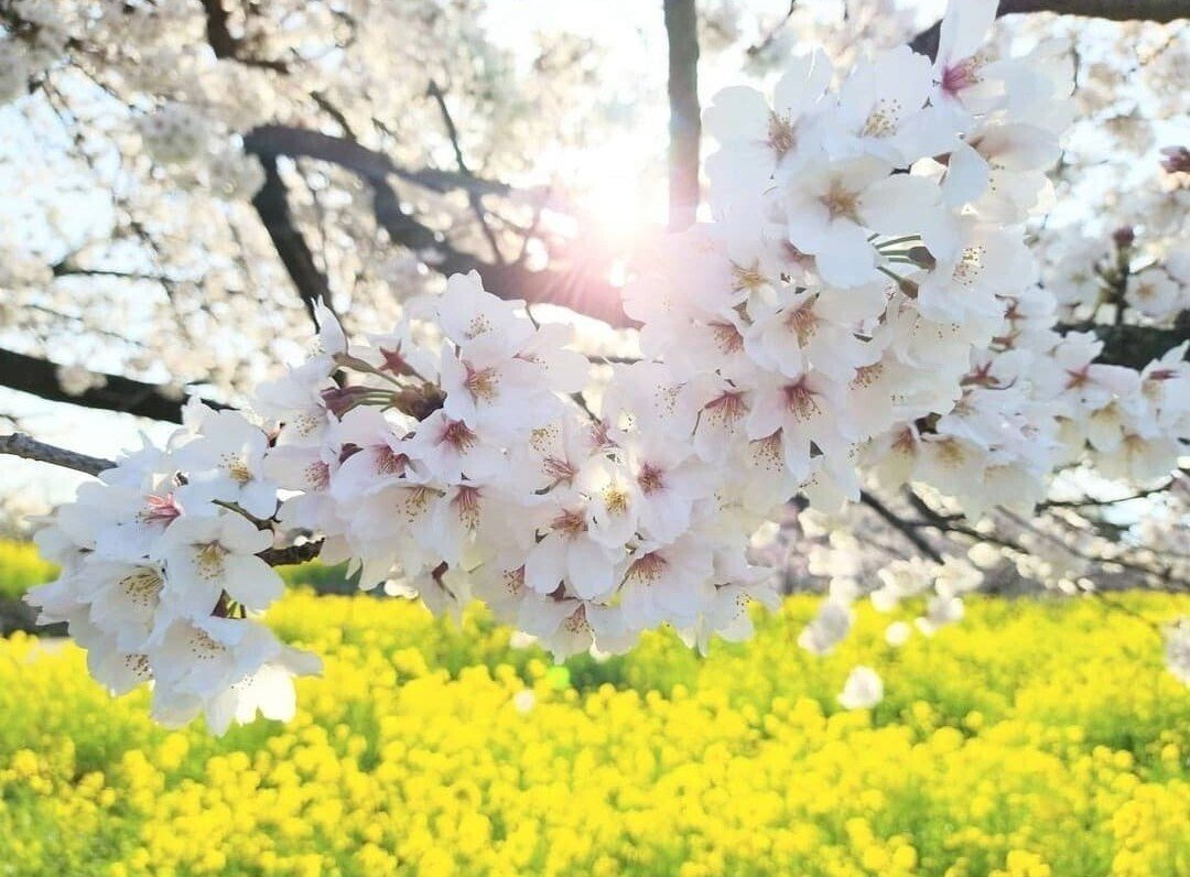 美しい日本語 常初花 とこはつはな Lily Note