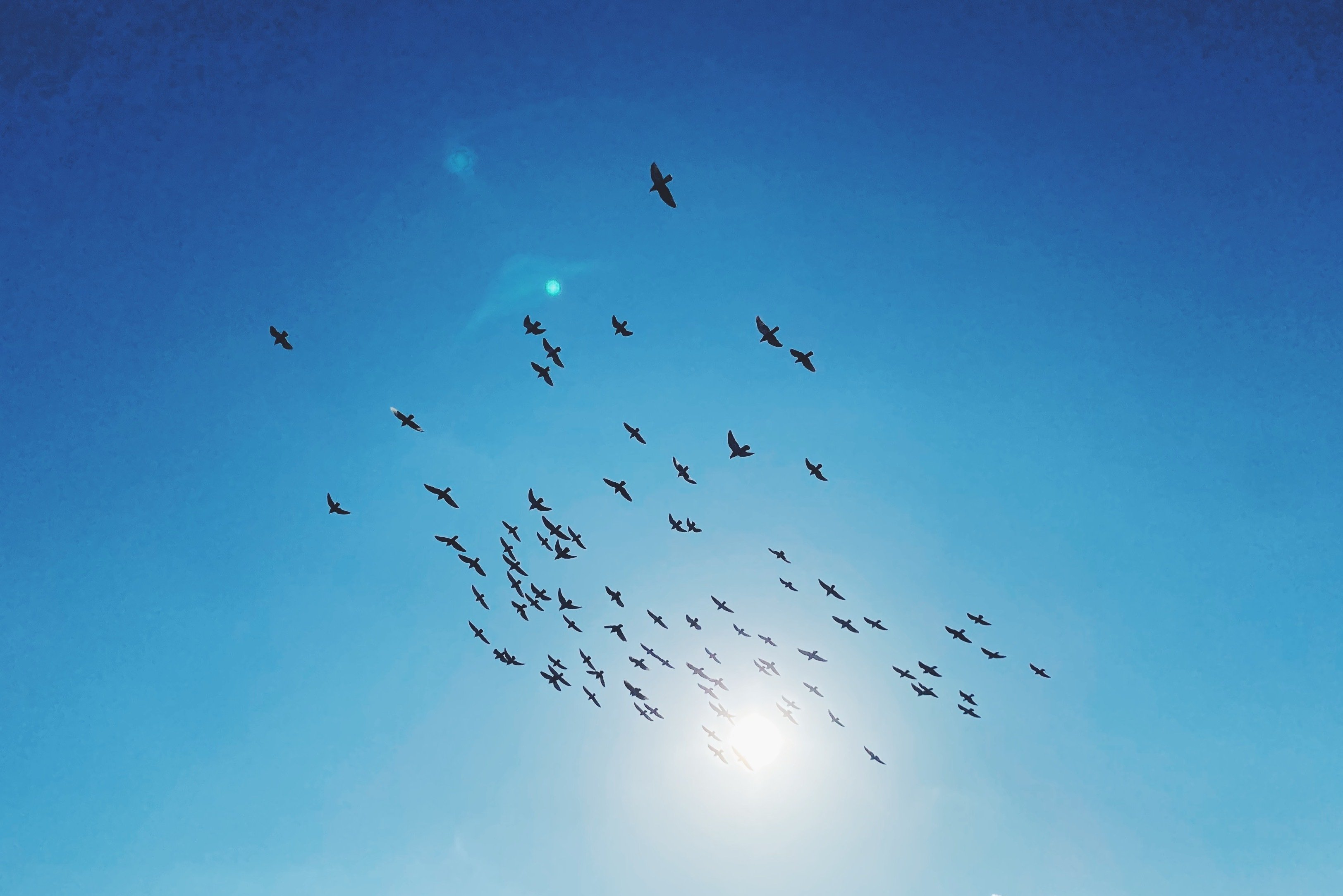 太陽に向かって飛ぶ鳥 3865 稲垣純也 Note
