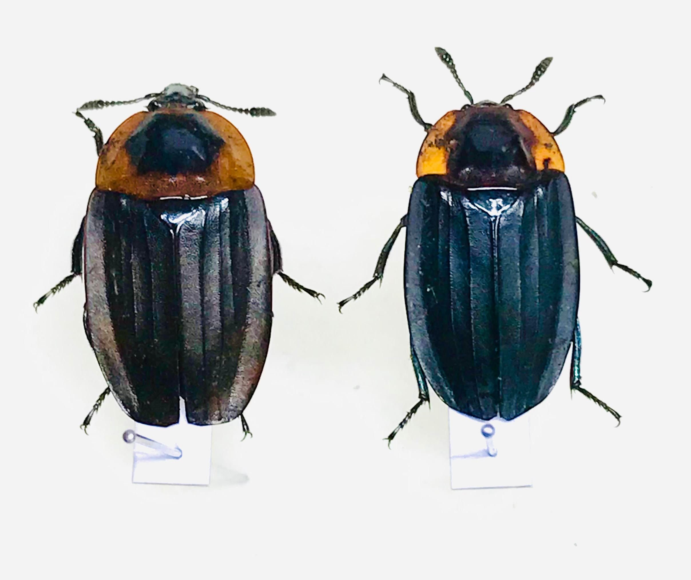 新潟昆虫初採集記001】新潟でオオセンチコガネを初採集する！｜ガタ昆