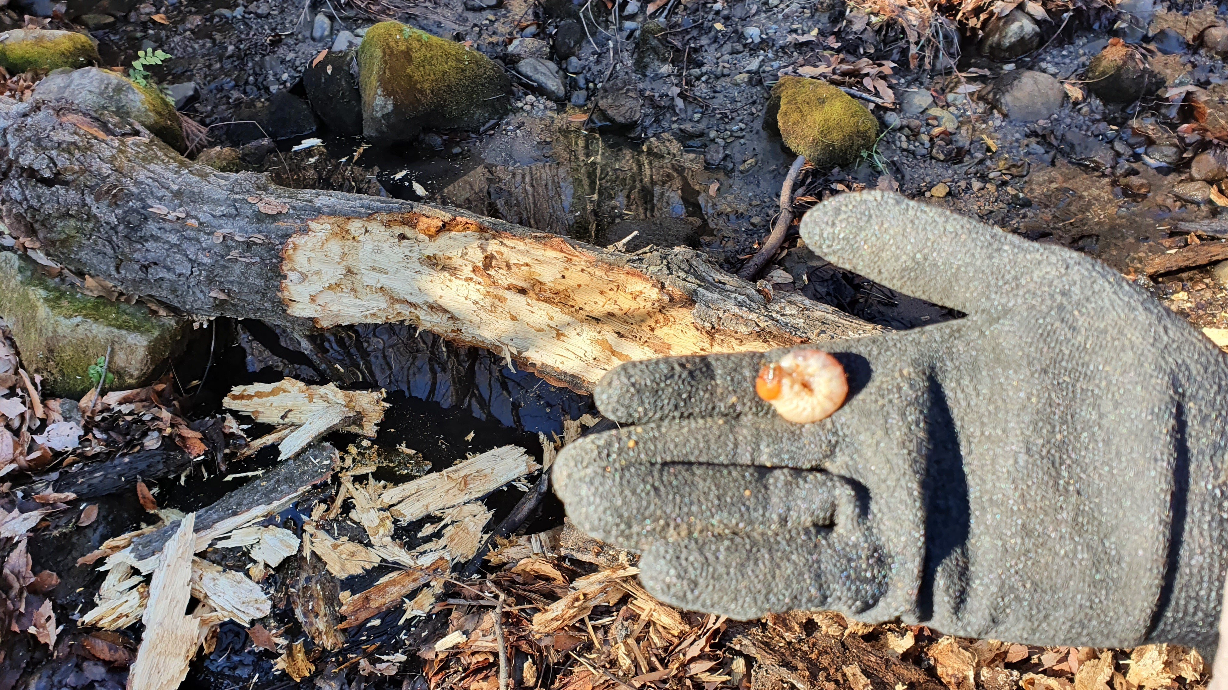 山梨県 オオクワガタ材割り採集記 ｜キヨタミ