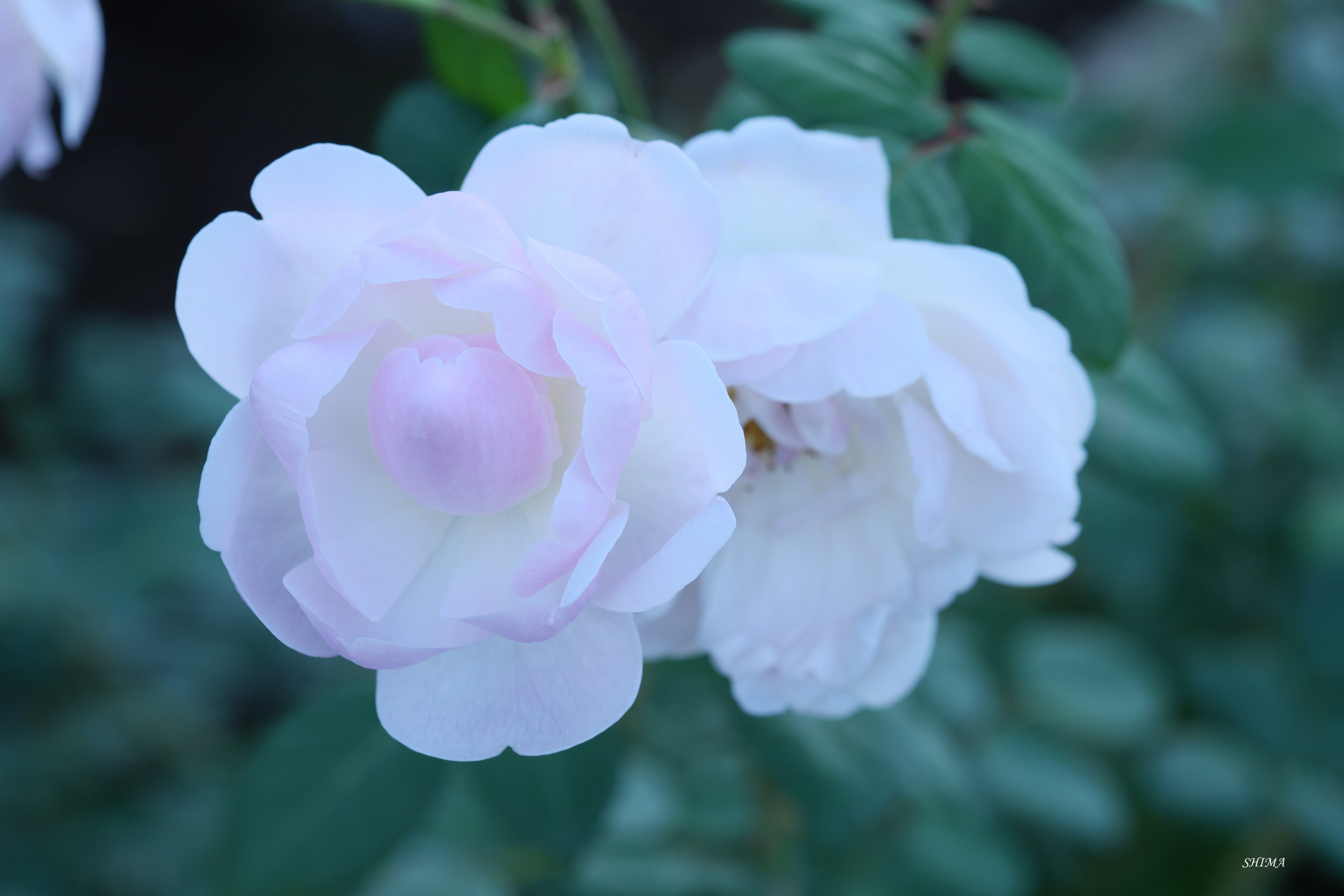 神代植物公園 バラ園 ９ しま Note
