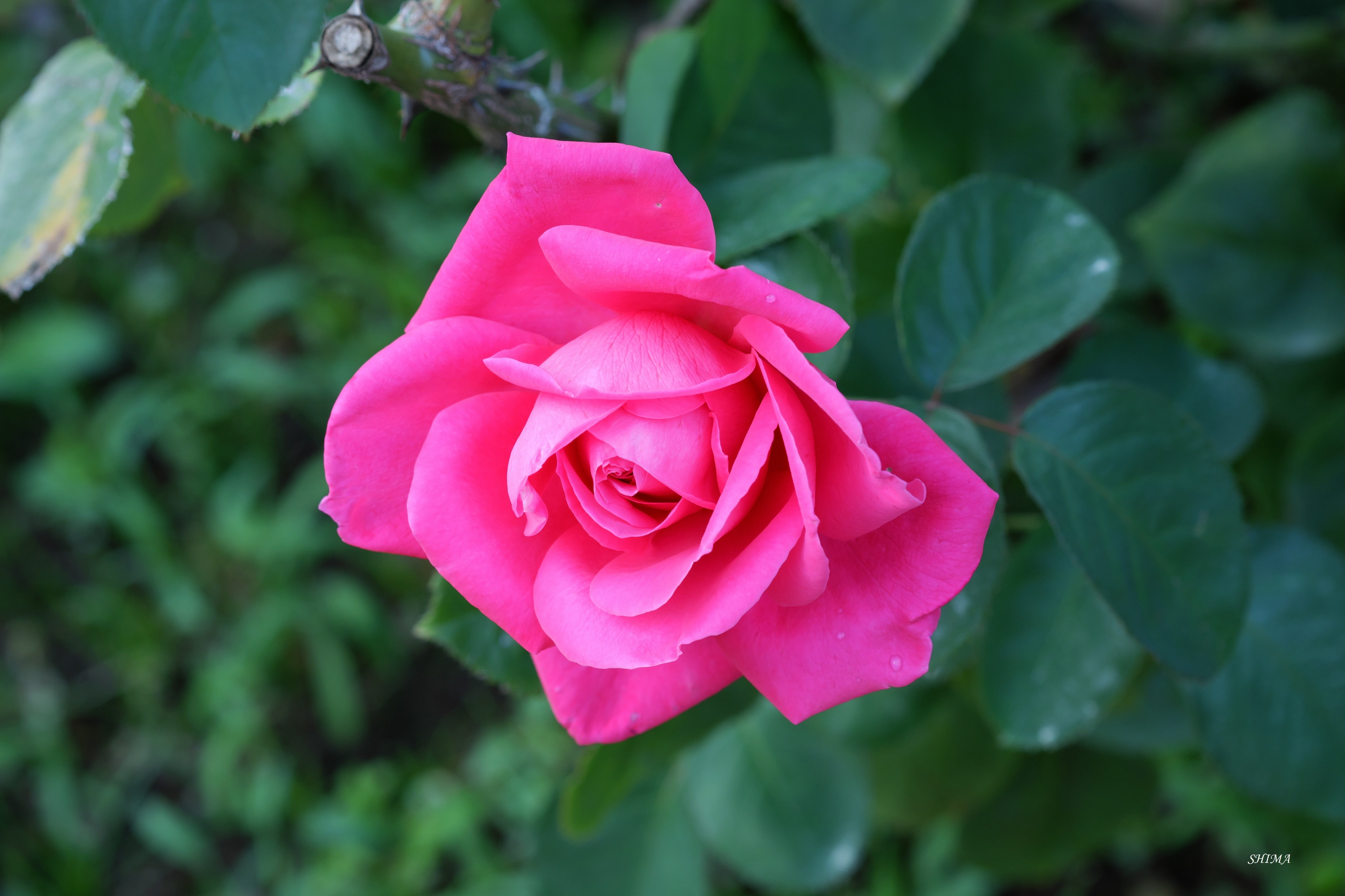 神代植物公園 バラ園 ９ しま Note