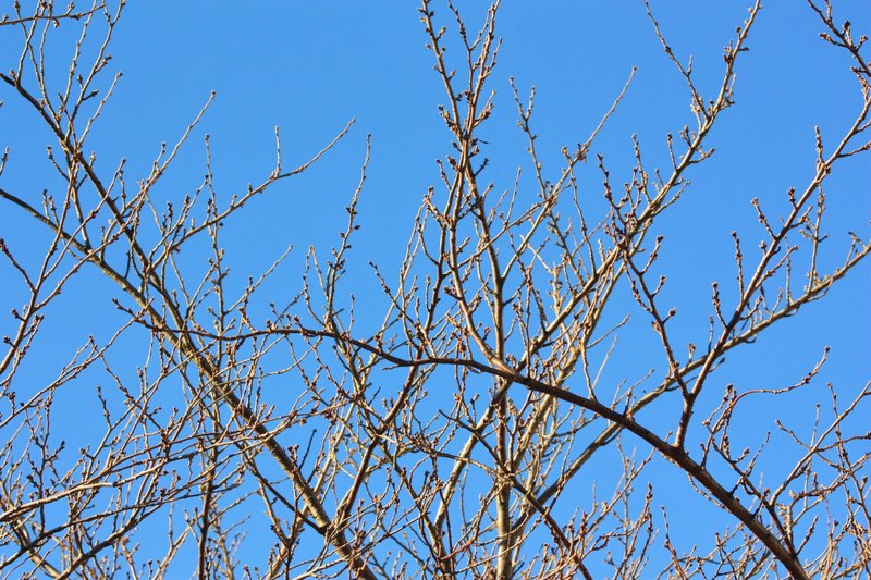 快晴。どこまでも青い空に向けて、桜の木が両手を広げるように枝を伸ばしていく。