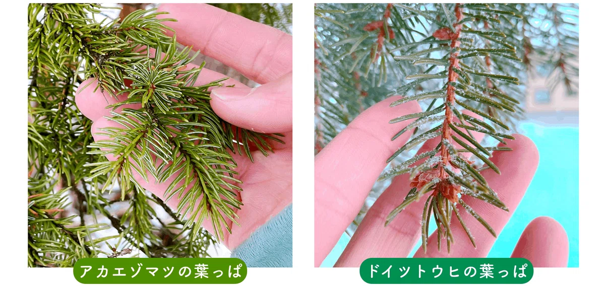 ドイツトウヒ 苗木 欧州トウヒ ヨーロッパトウヒ ピセア ブンゲンス 