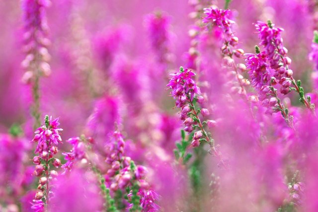 カルーナの花言葉 自立 旅立ち 大山善次郎 Note