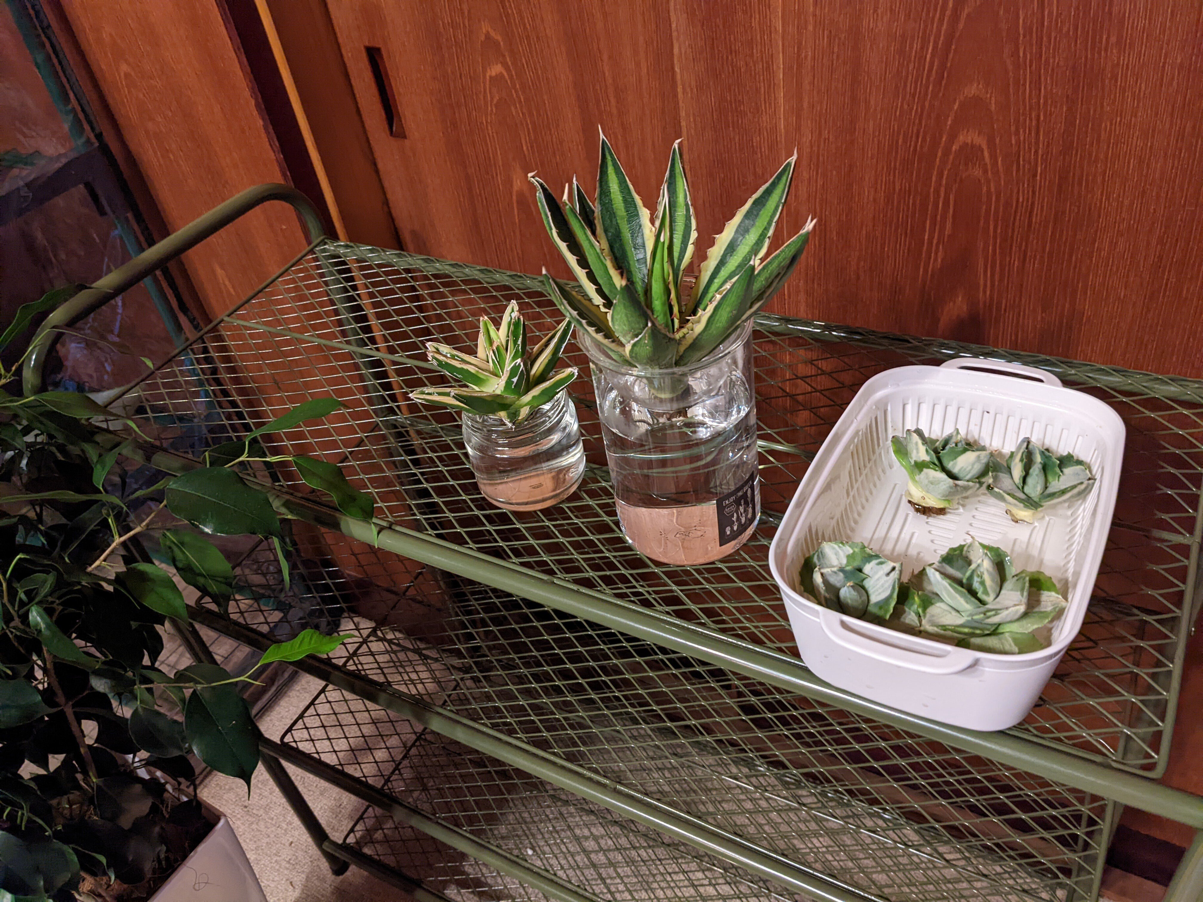 メルカリでやたら安いアガベのセットを買ってみた。｜うめすけ / 多肉