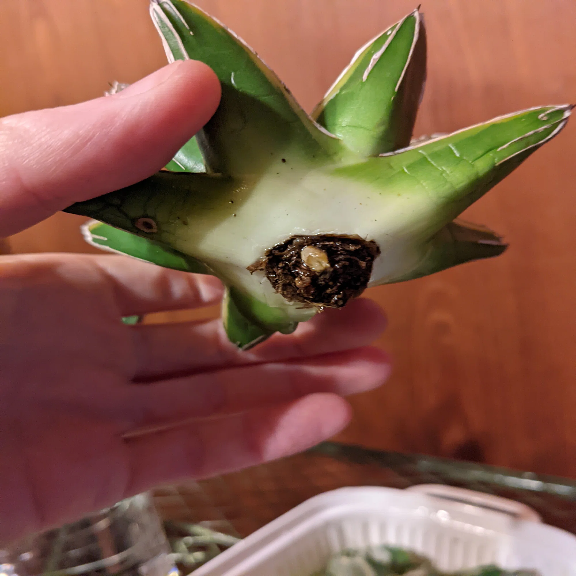 メルカリでやたら安いアガベのセットを買ってみた。｜うめすけ / 多肉 