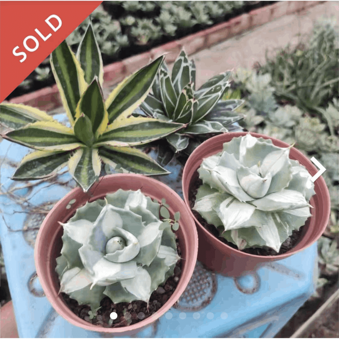 メルカリでやたら安いアガベのセットを買ってみた。｜うめすけ / 多肉