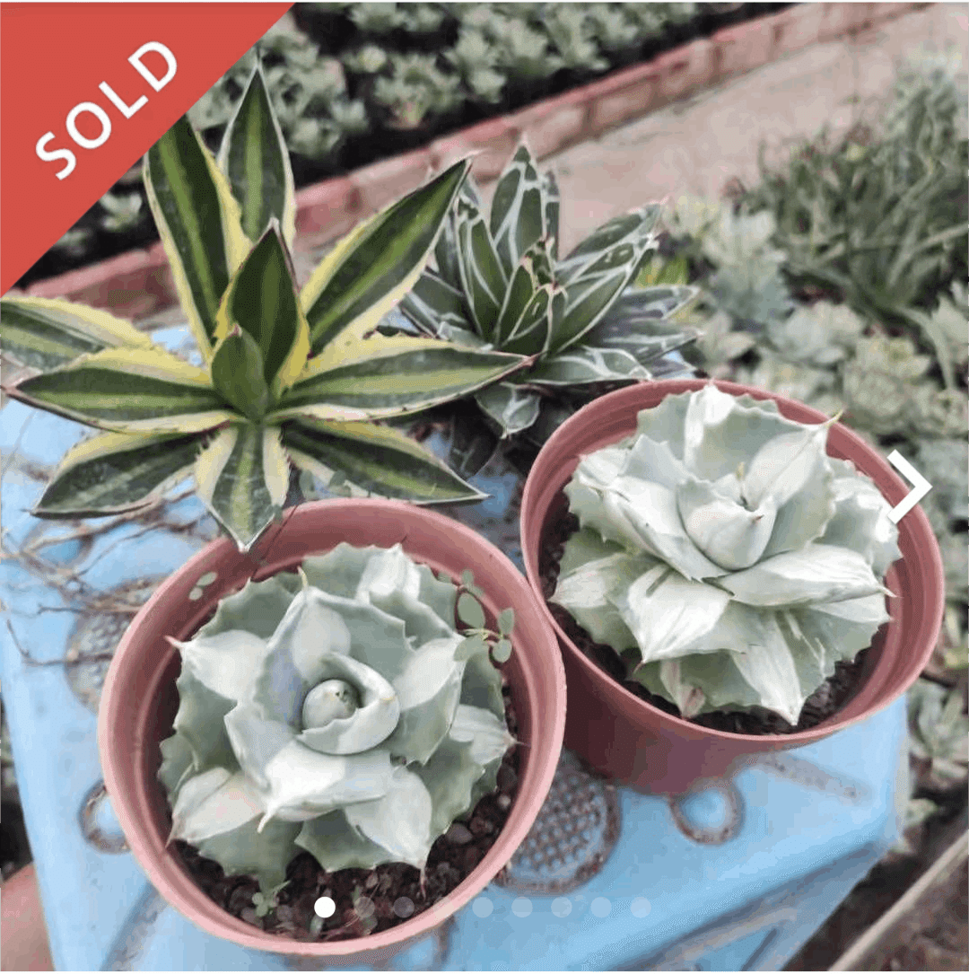 メルカリでやたら安いアガベのセットを買ってみた。｜うめすけ / 多肉