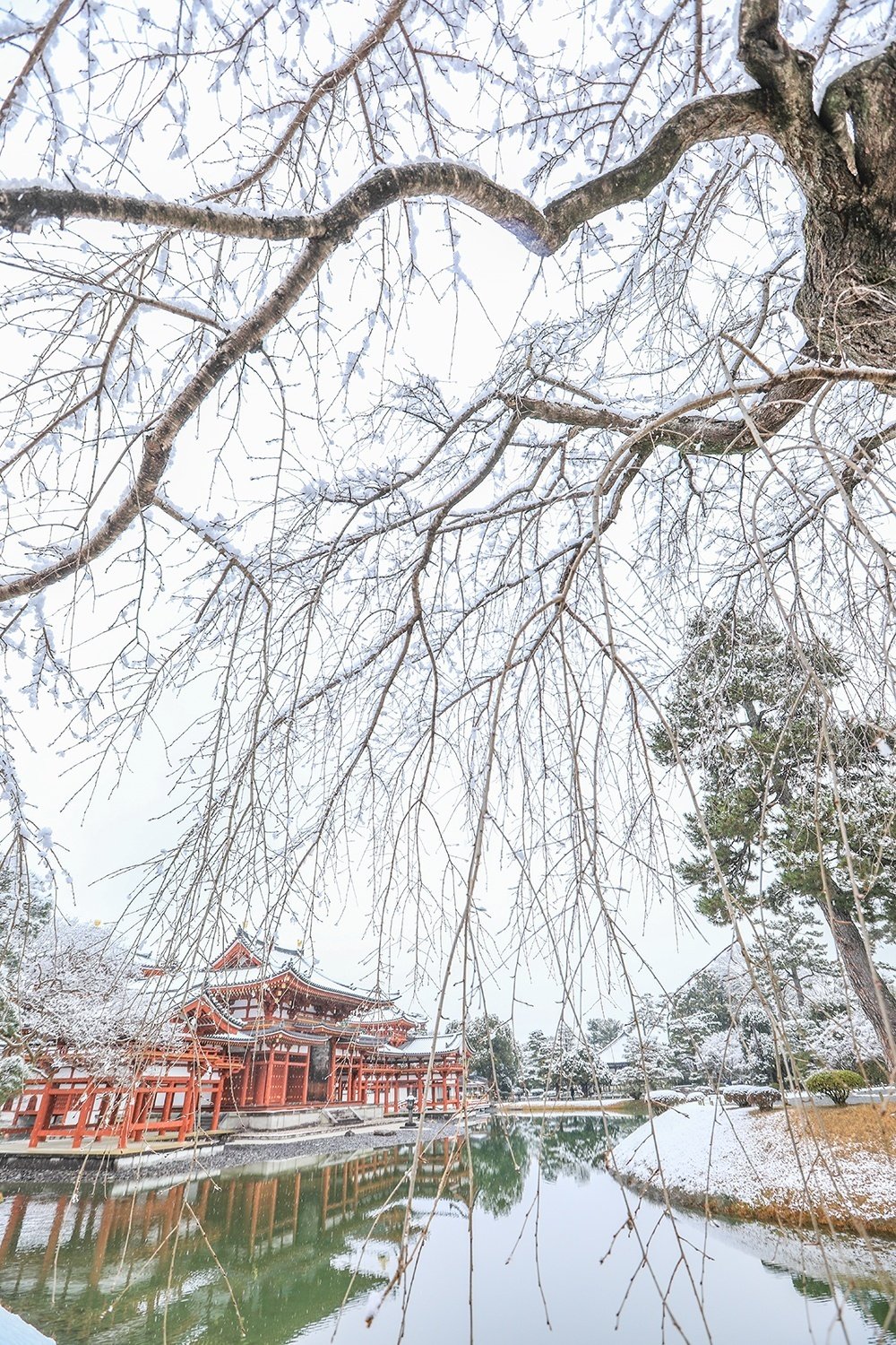 幻の「平等院」雪景色｜京都散歩の旅