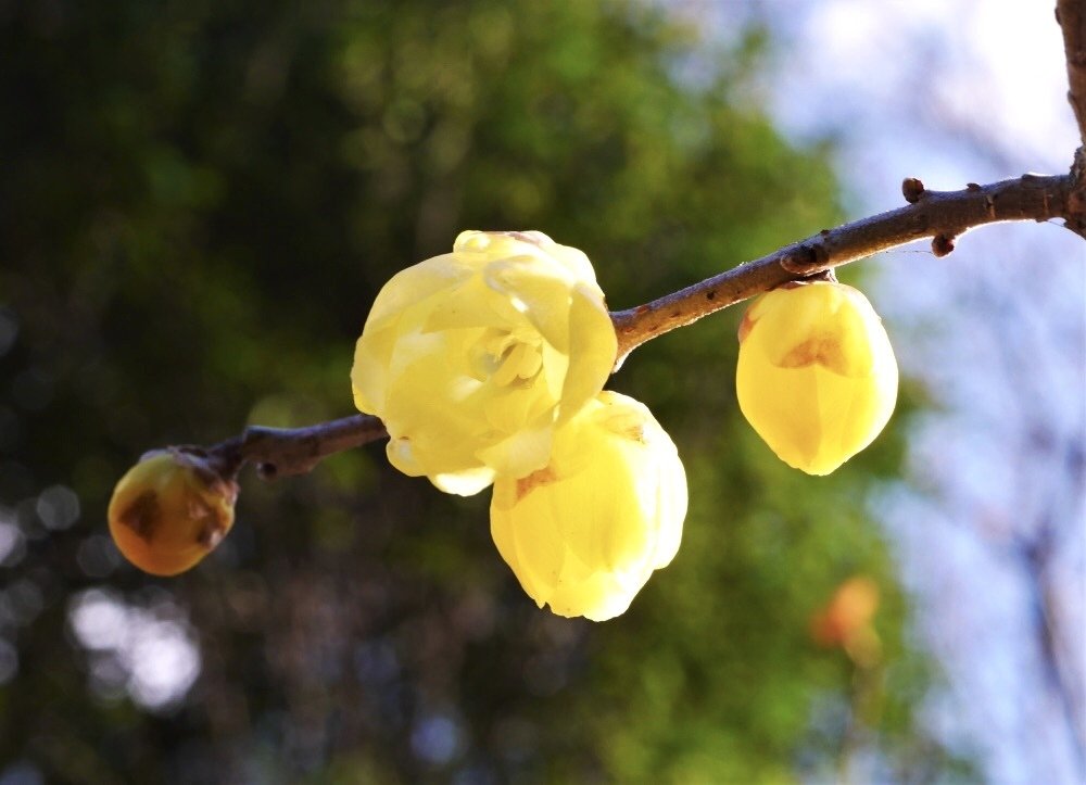 22冬の花 蝋梅 山茶花 久露見庵 くろみ庵 天気と気候と自然を考える Note