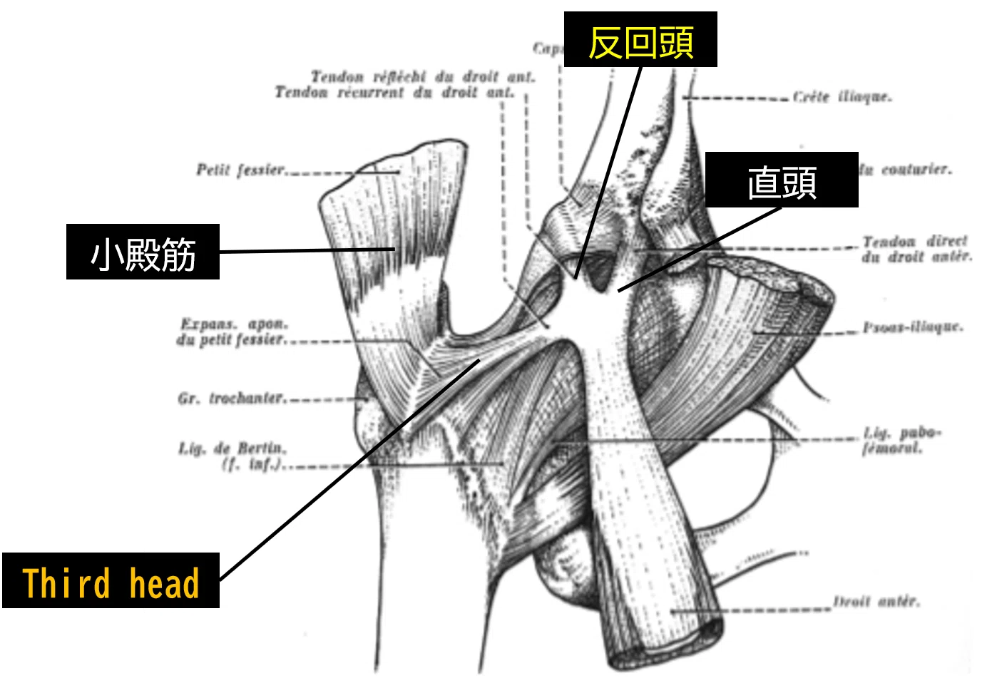 股関節痛の理学療法②〜股関節不安定性に対する評価とアプローチ
