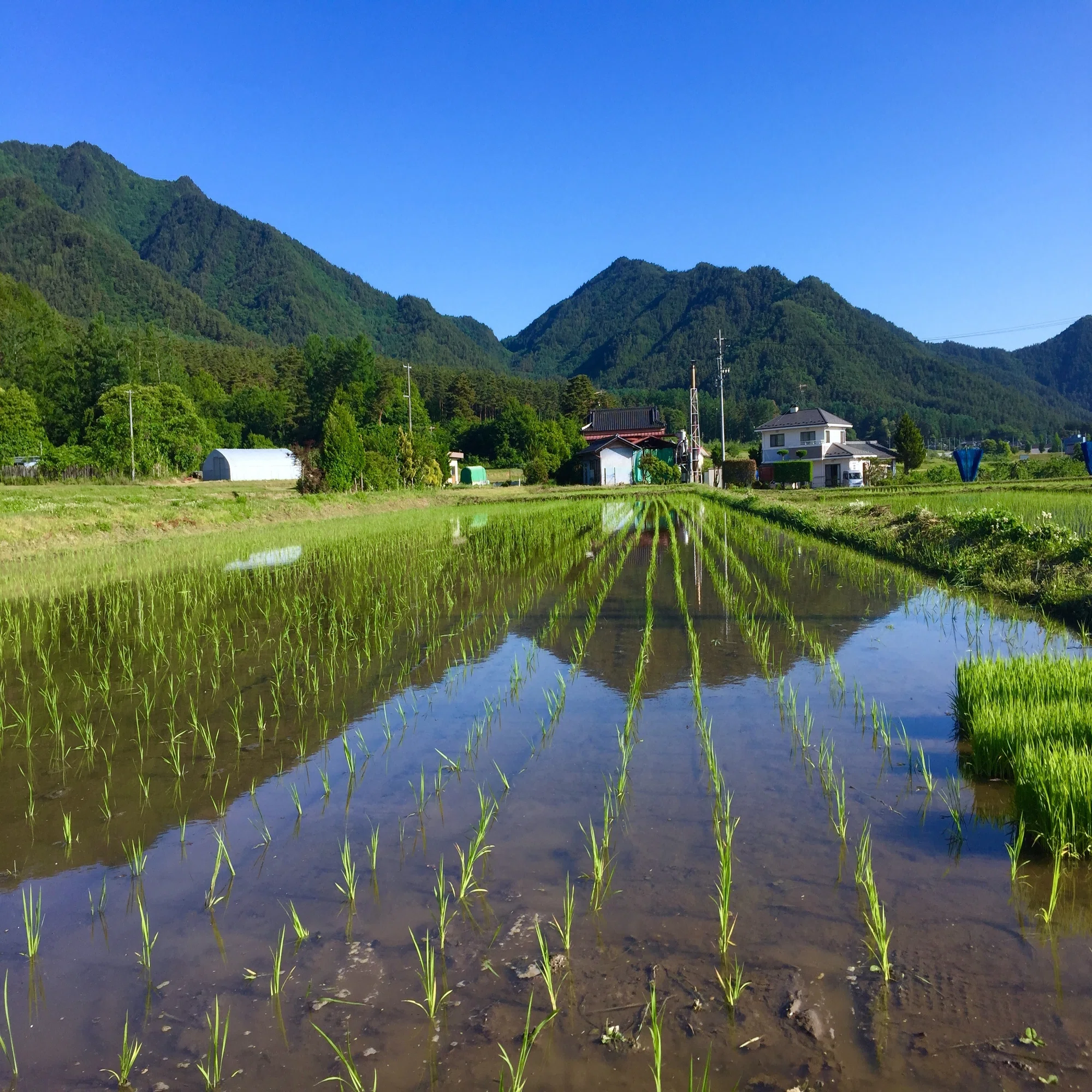 水田雑草 浮草からのメッセージ 北アルプス高橋農園 園主のひとりごと Note