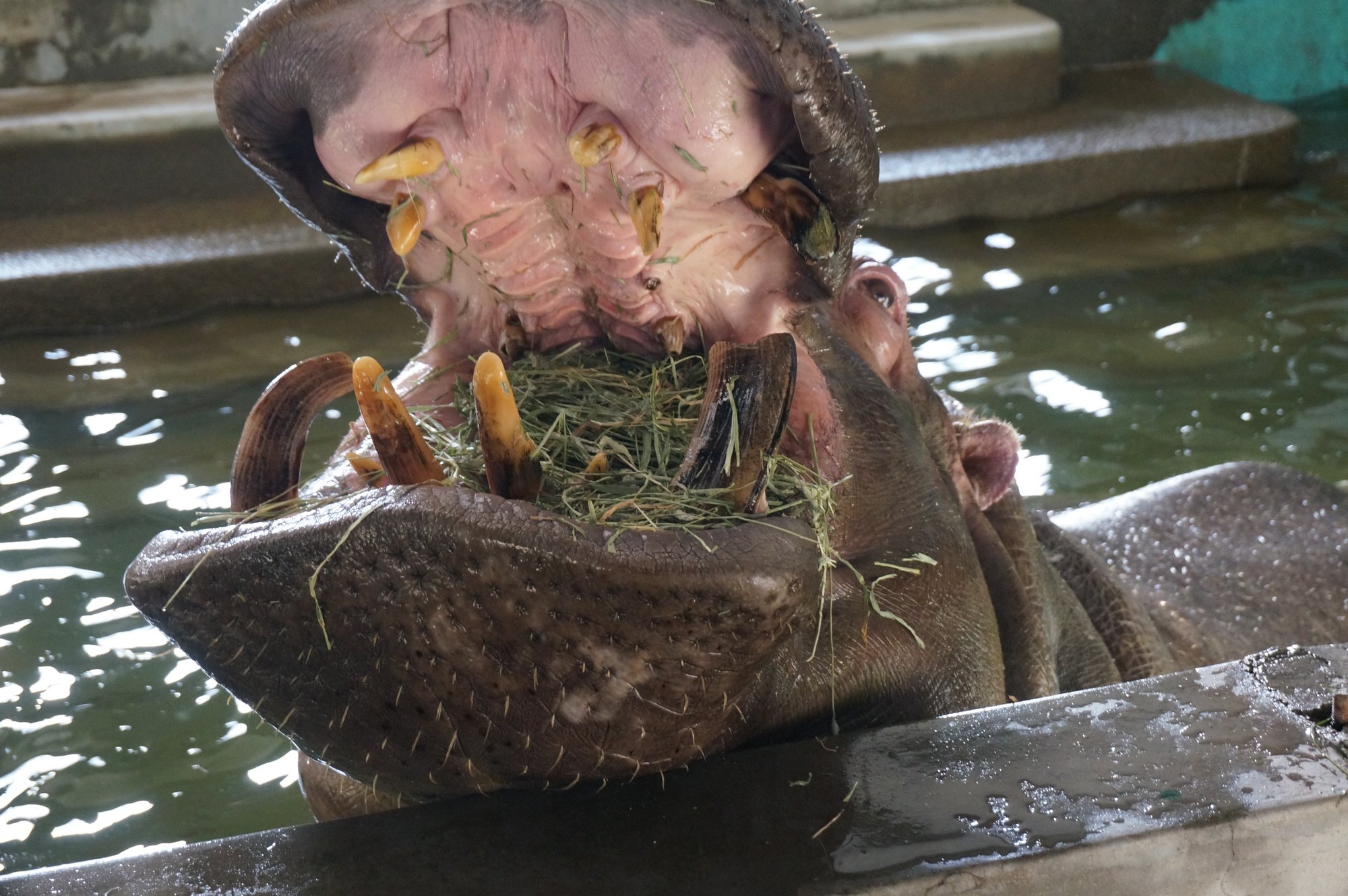 意外と知らない動物たちのお食事事情 飼育員に聞いてエサ代ランキングを作ってみました ここからこころつながる周南市 公式note 意外と知らない動物たちのお食事事情 飼育員に聞いてエサ代ランキングを作ってみました ここからこころつながる周南市 公式note