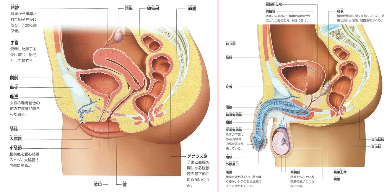 40代からの人体の取扱説明書」を理解しよう（21）P.48~49 ｜何でも正直