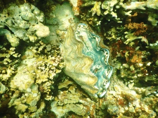あつ森から学ぶ生物の話！】世界最大！オオシャコガイは嘘みたいにデカ