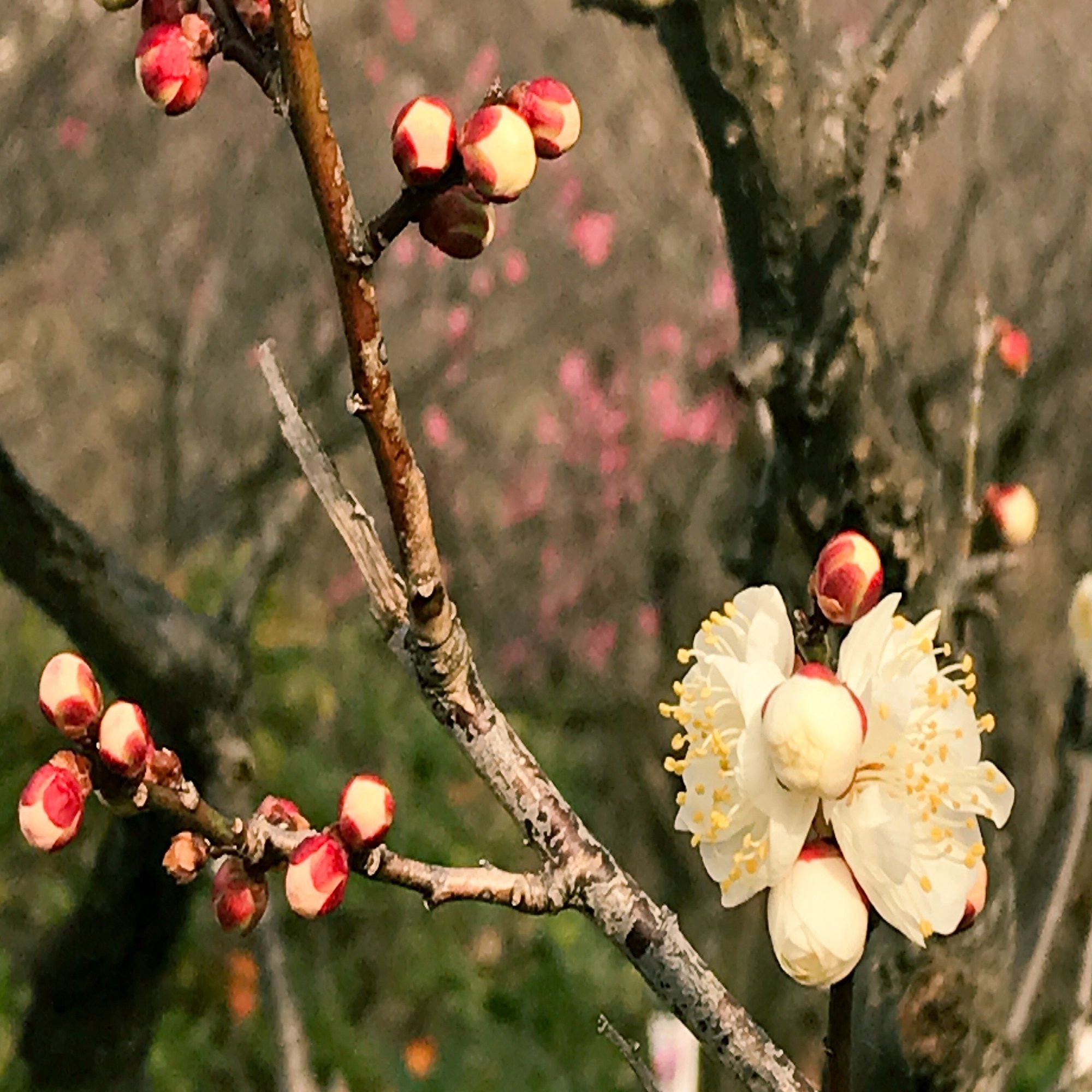 梅林を歩いて春の季語採集 俳句と暮らす Vol 08 みたすくらす 東海の地産情報を地元クリエイターがお届け