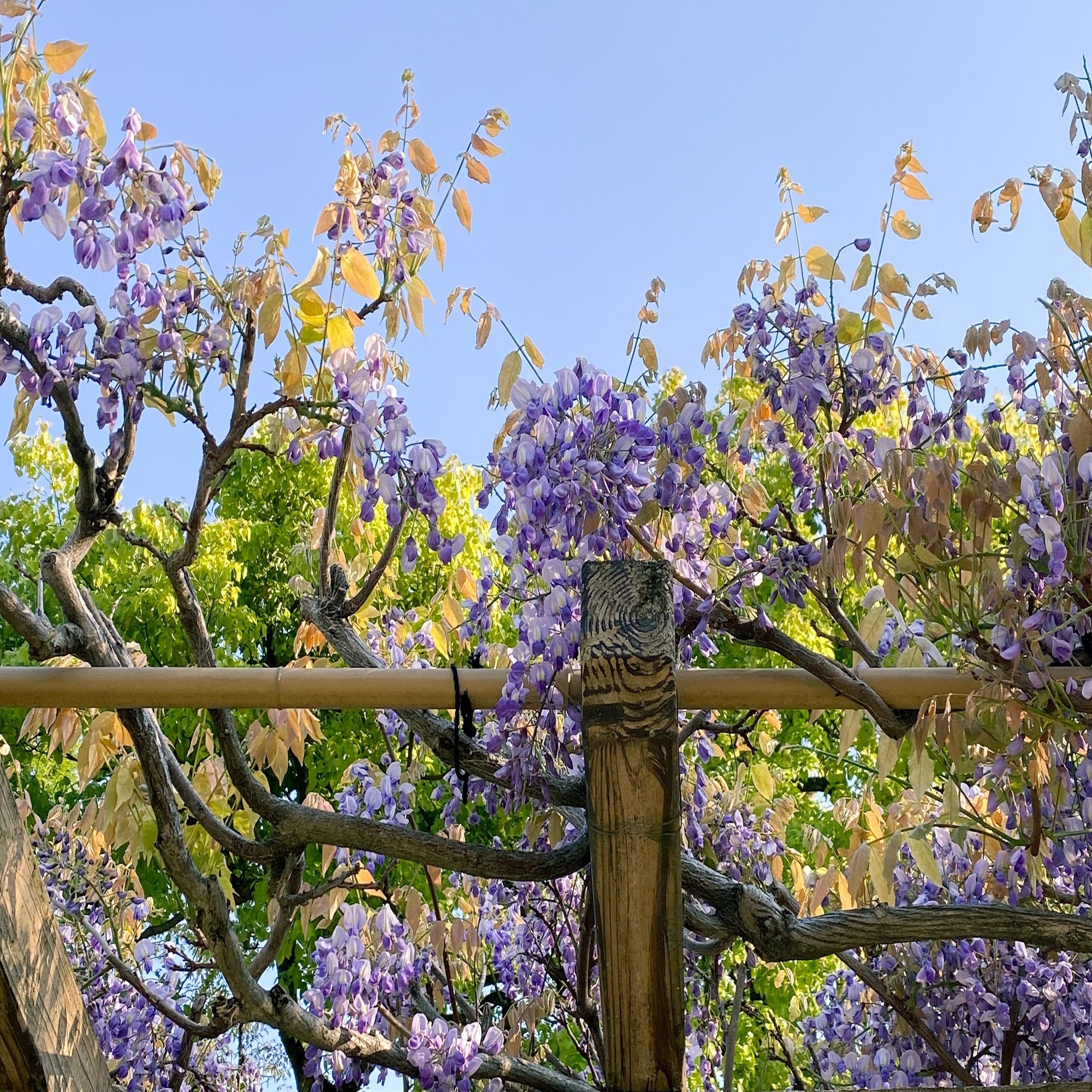 梅林を歩いて春の季語採集 俳句と暮らす Vol 08 みたすくらす 東海の地産情報を地元クリエイターがお届け